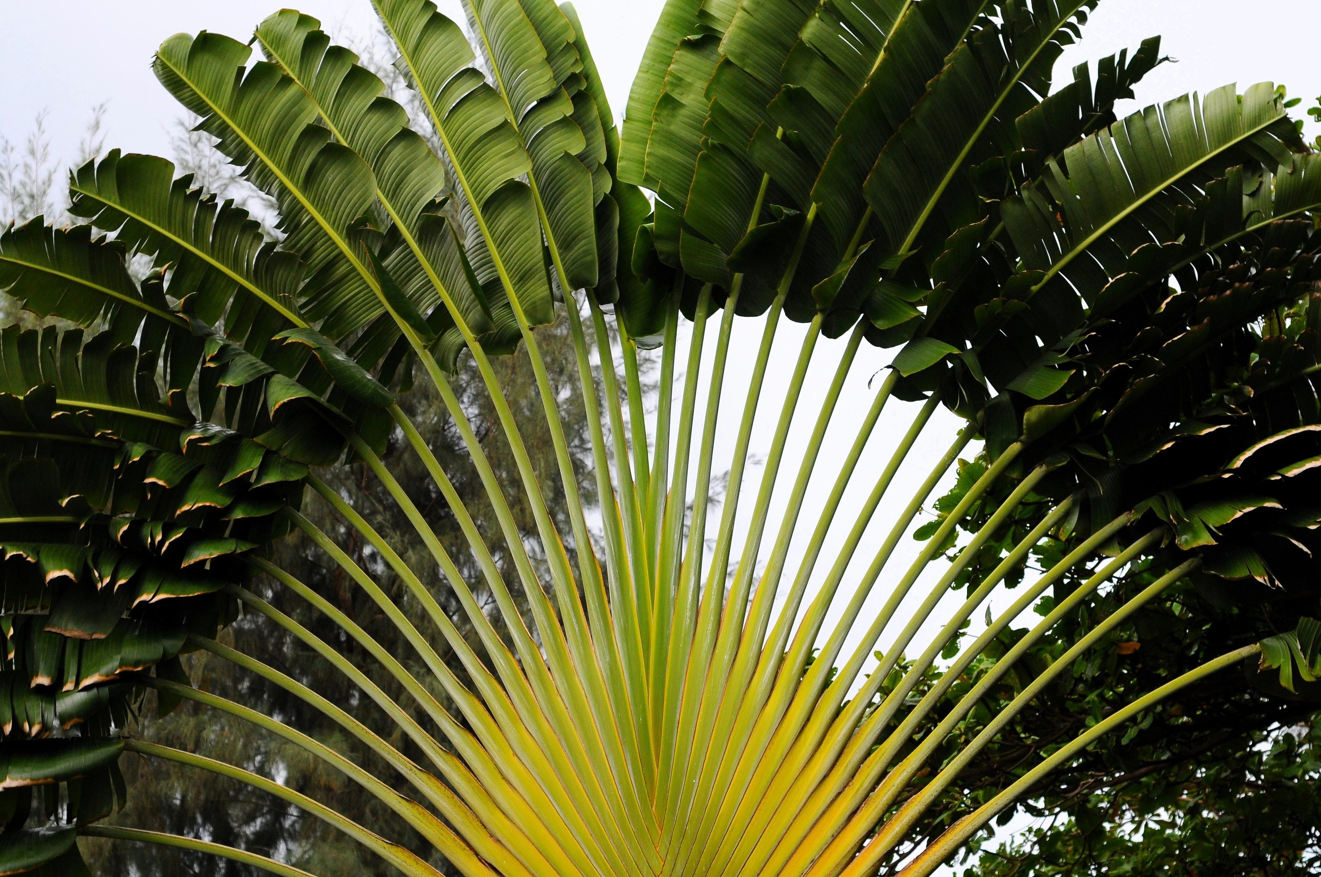 10 TRAVELLER'S PALM TREE Ravenala Madagascariensis Flower Houseplant Seeds - Image 10