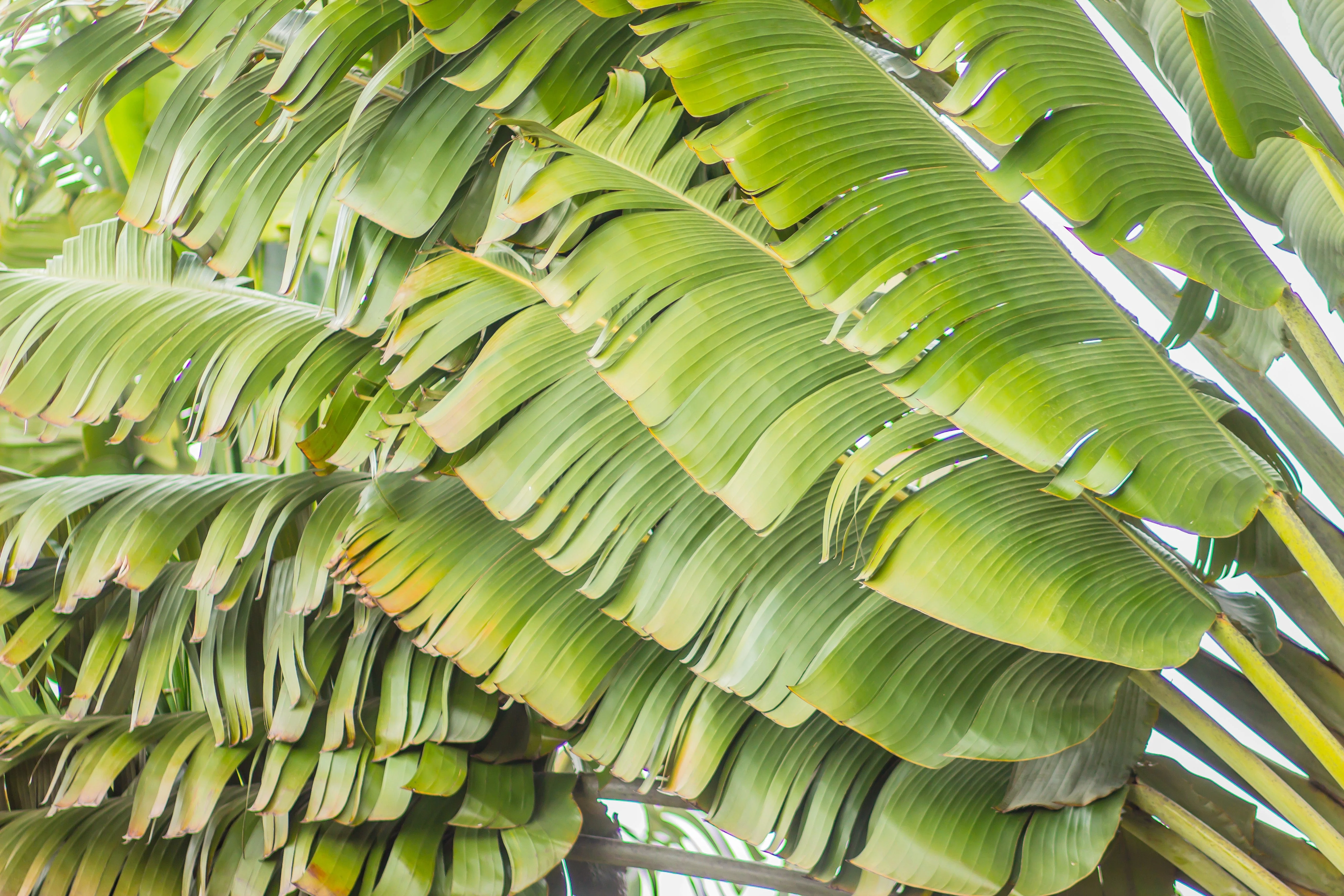 10 TRAVELLER'S PALM TREE Ravenala Madagascariensis Flower Houseplant Seeds - Image 11