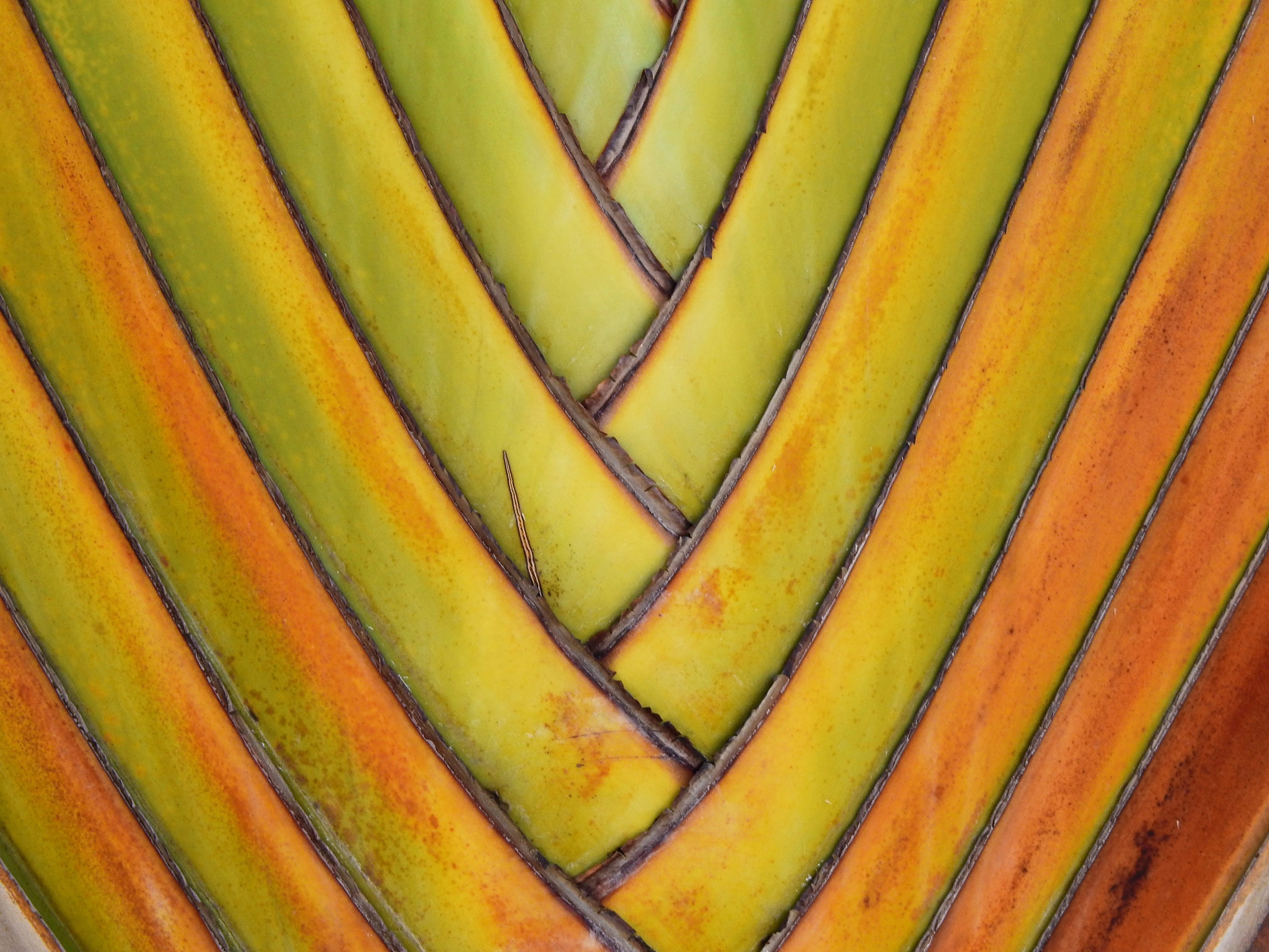 10 TRAVELLER'S PALM TREE Ravenala Madagascariensis Flower Houseplant Seeds - Image 12