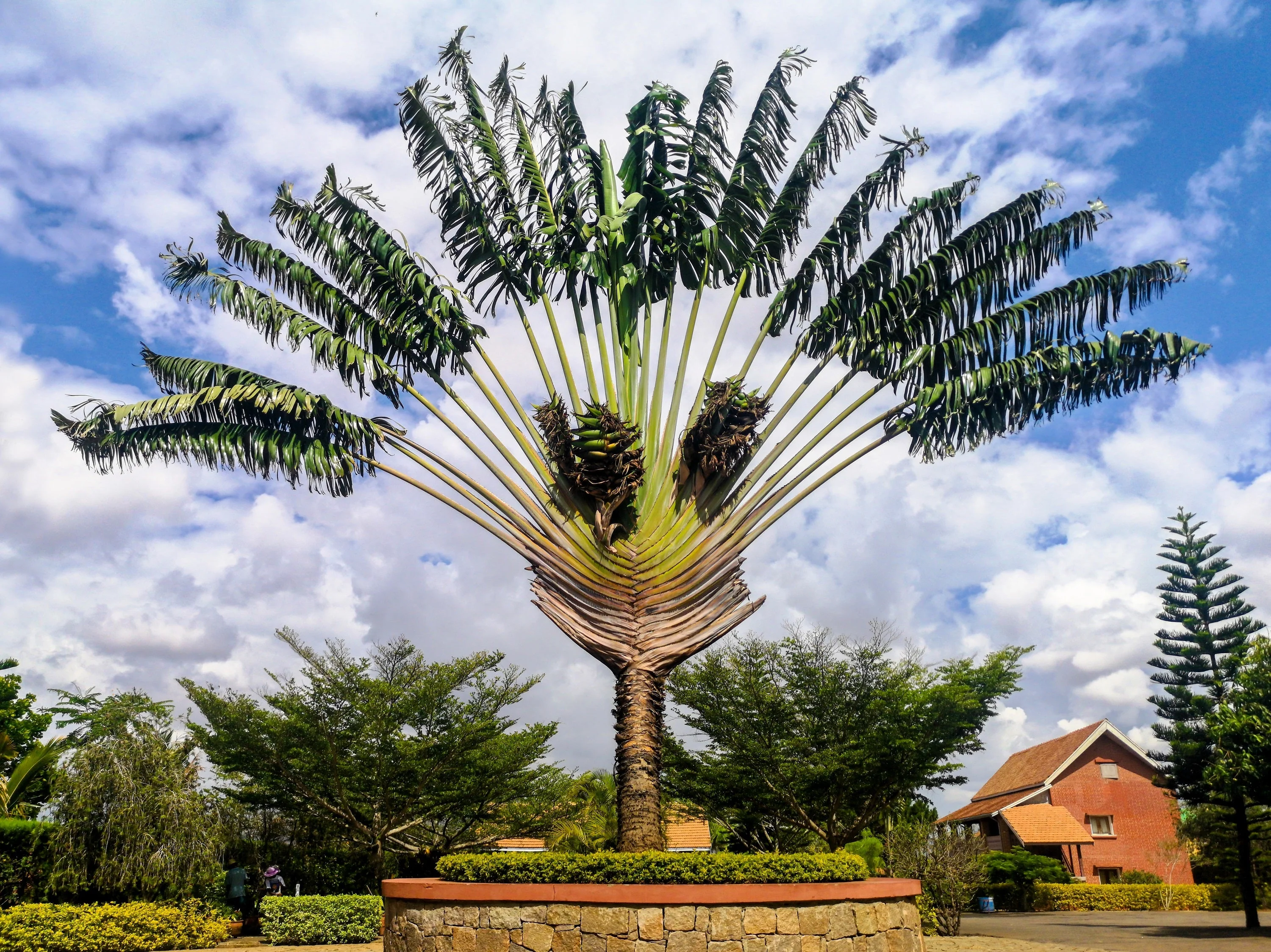 10 TRAVELLER'S PALM TREE Ravenala Madagascariensis Flower Houseplant Seeds - Image 2