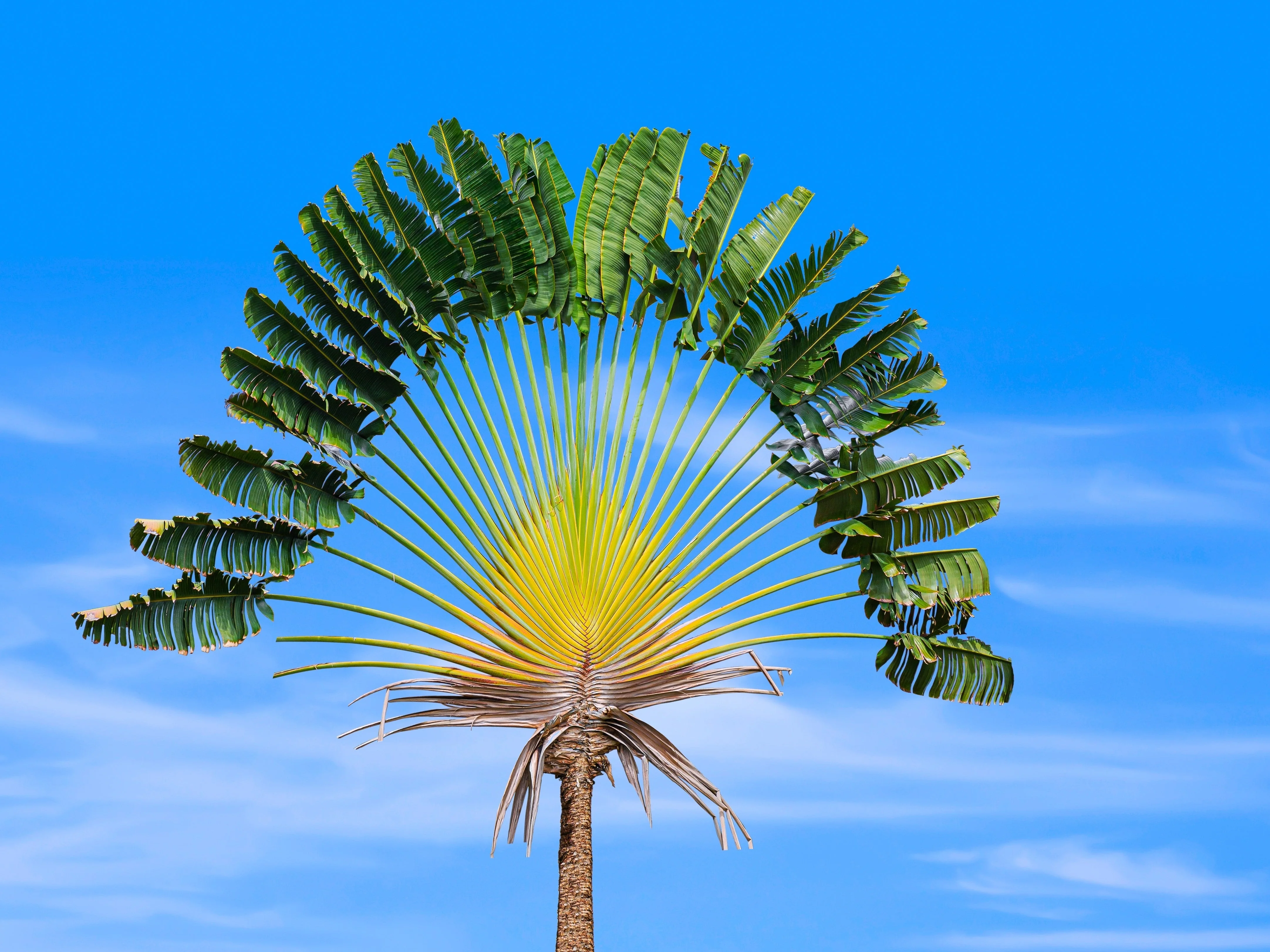 10 TRAVELLER'S PALM TREE Ravenala Madagascariensis Flower Houseplant Seeds - Image 3
