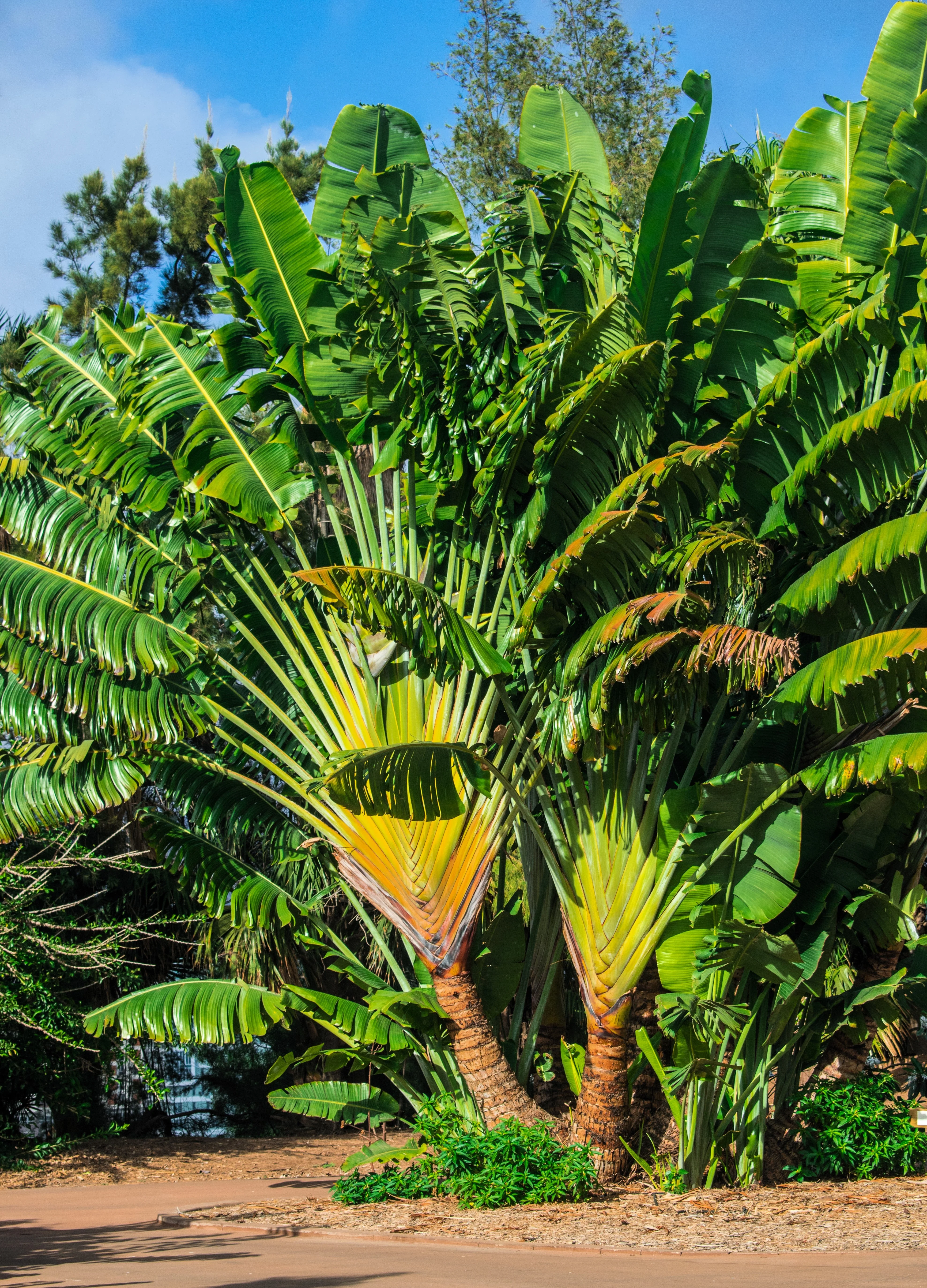 10 TRAVELLER'S PALM TREE Ravenala Madagascariensis Flower Houseplant Seeds - Image 4