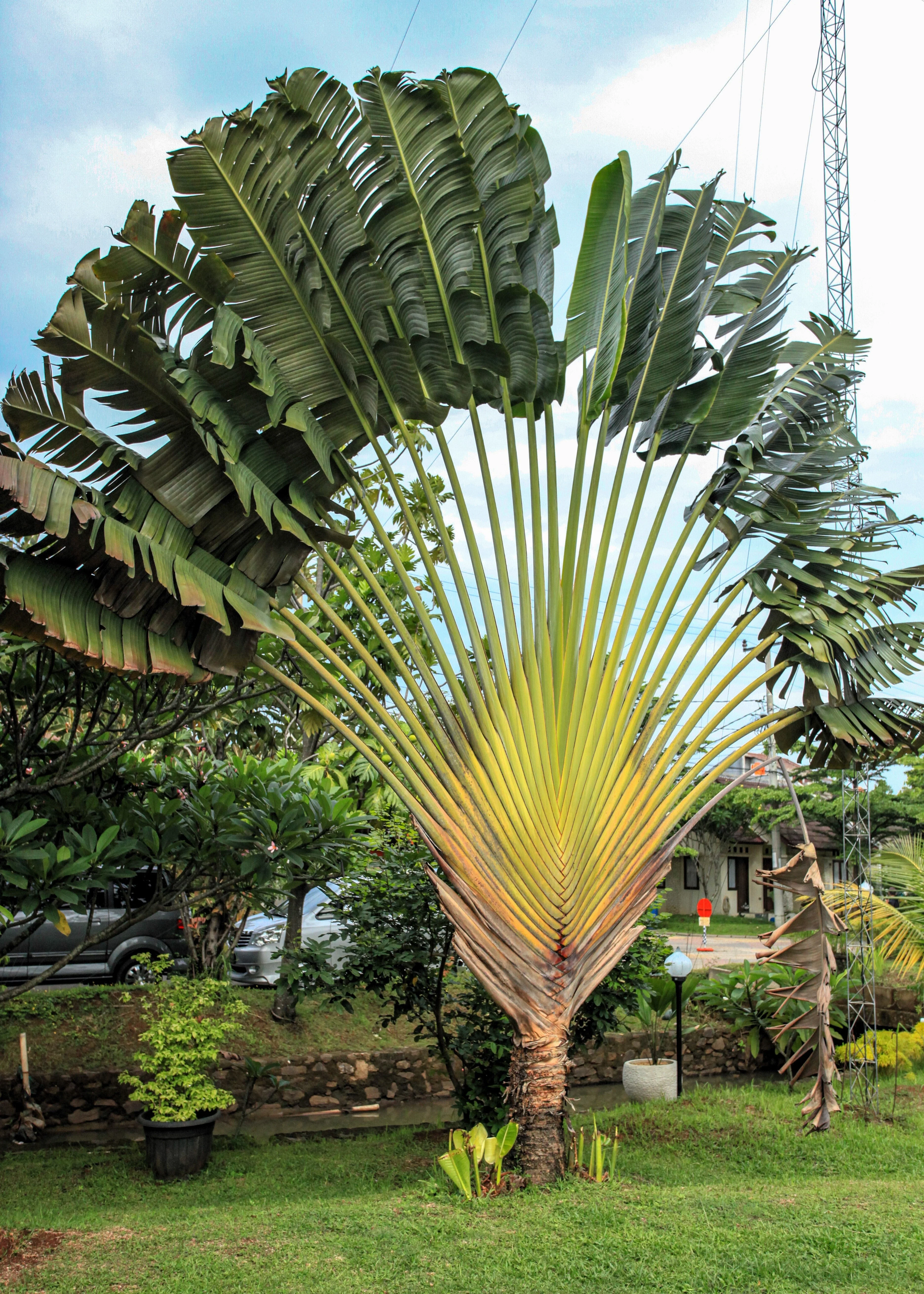 10 TRAVELLER'S PALM TREE Ravenala Madagascariensis Flower Houseplant Seeds - Image 5