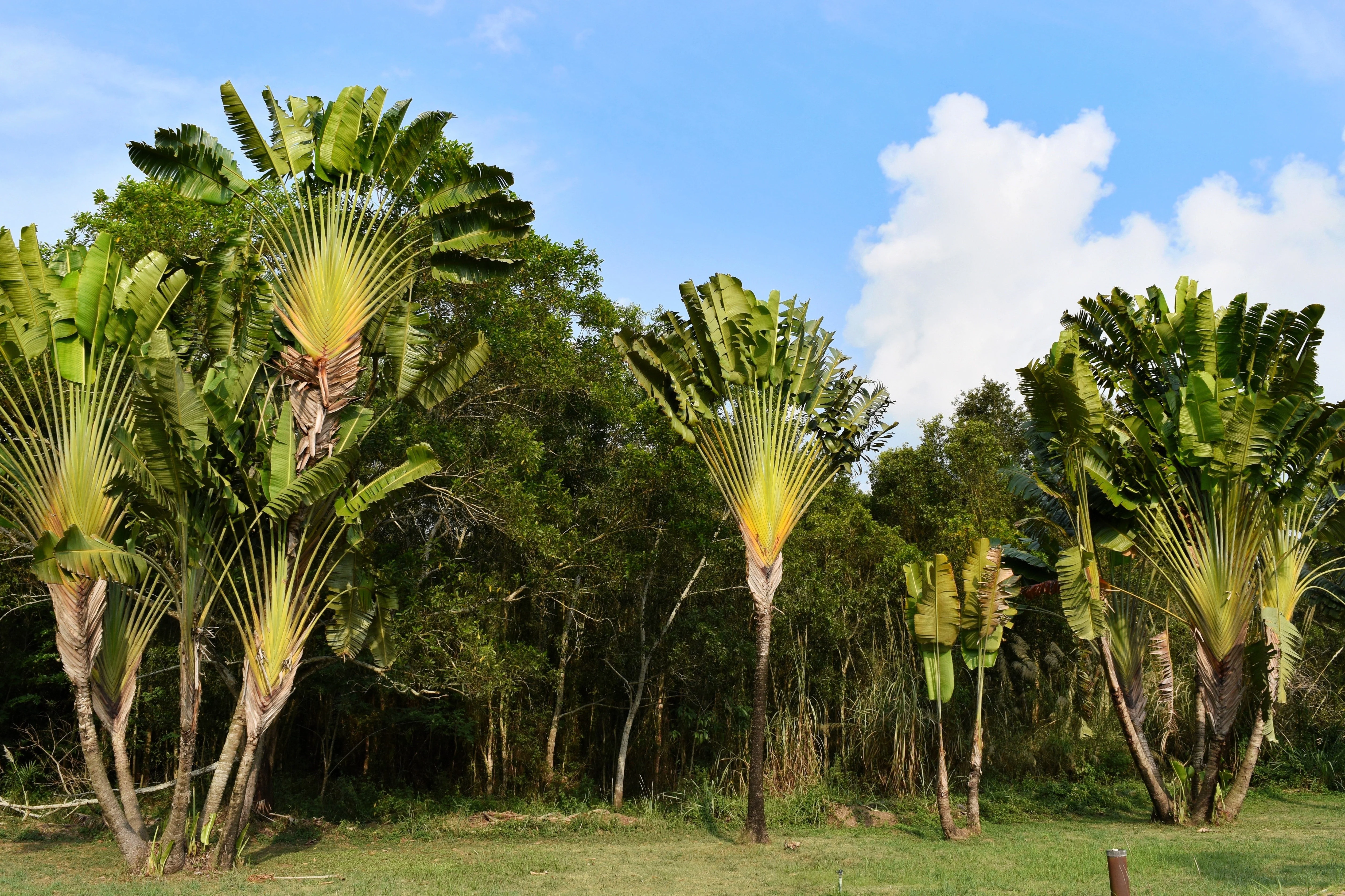 10 TRAVELLER'S PALM TREE Ravenala Madagascariensis Flower Houseplant Seeds - Image 6