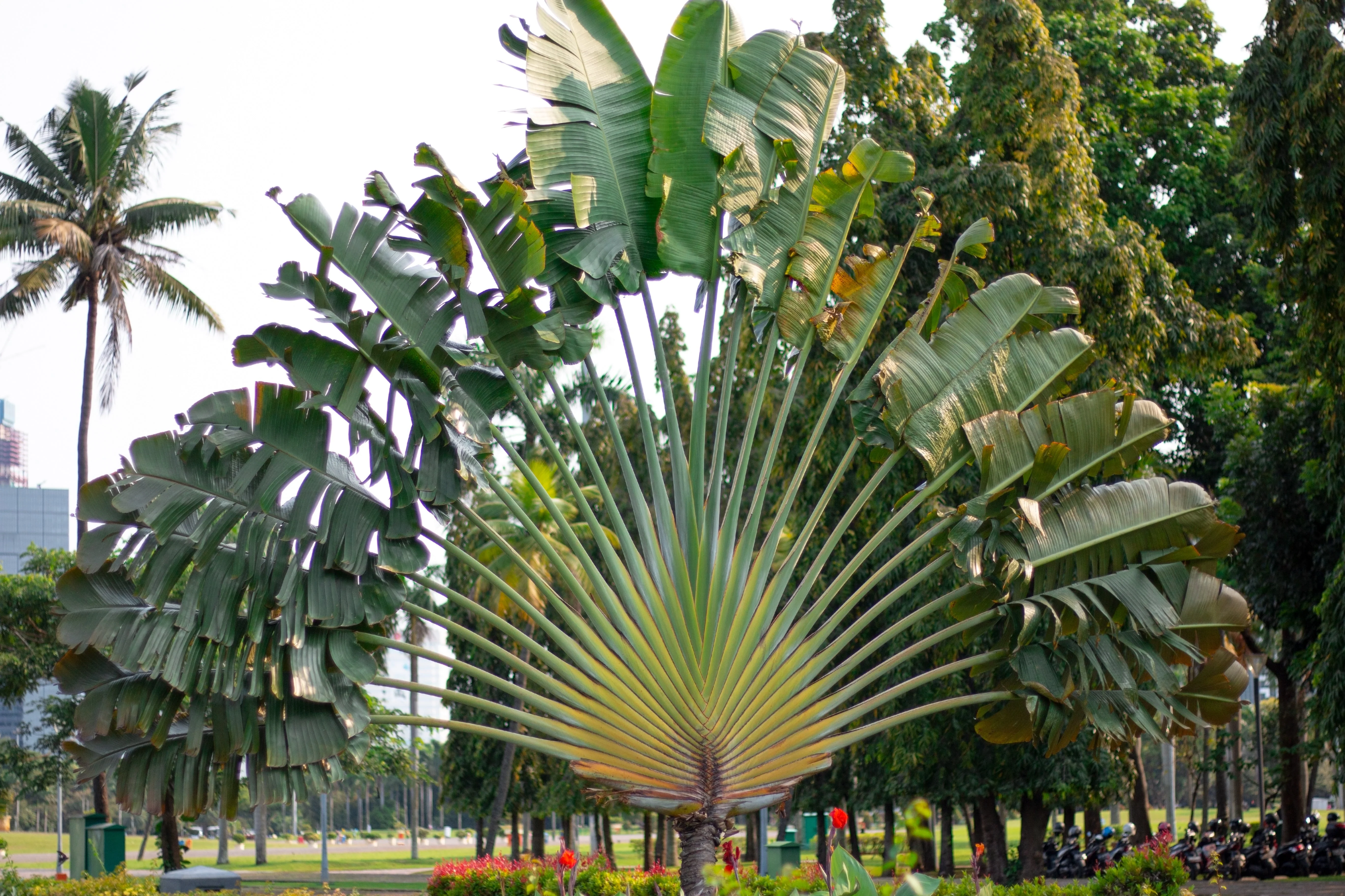 10 TRAVELLER'S PALM TREE Ravenala Madagascariensis Flower Houseplant Seeds - Image 7