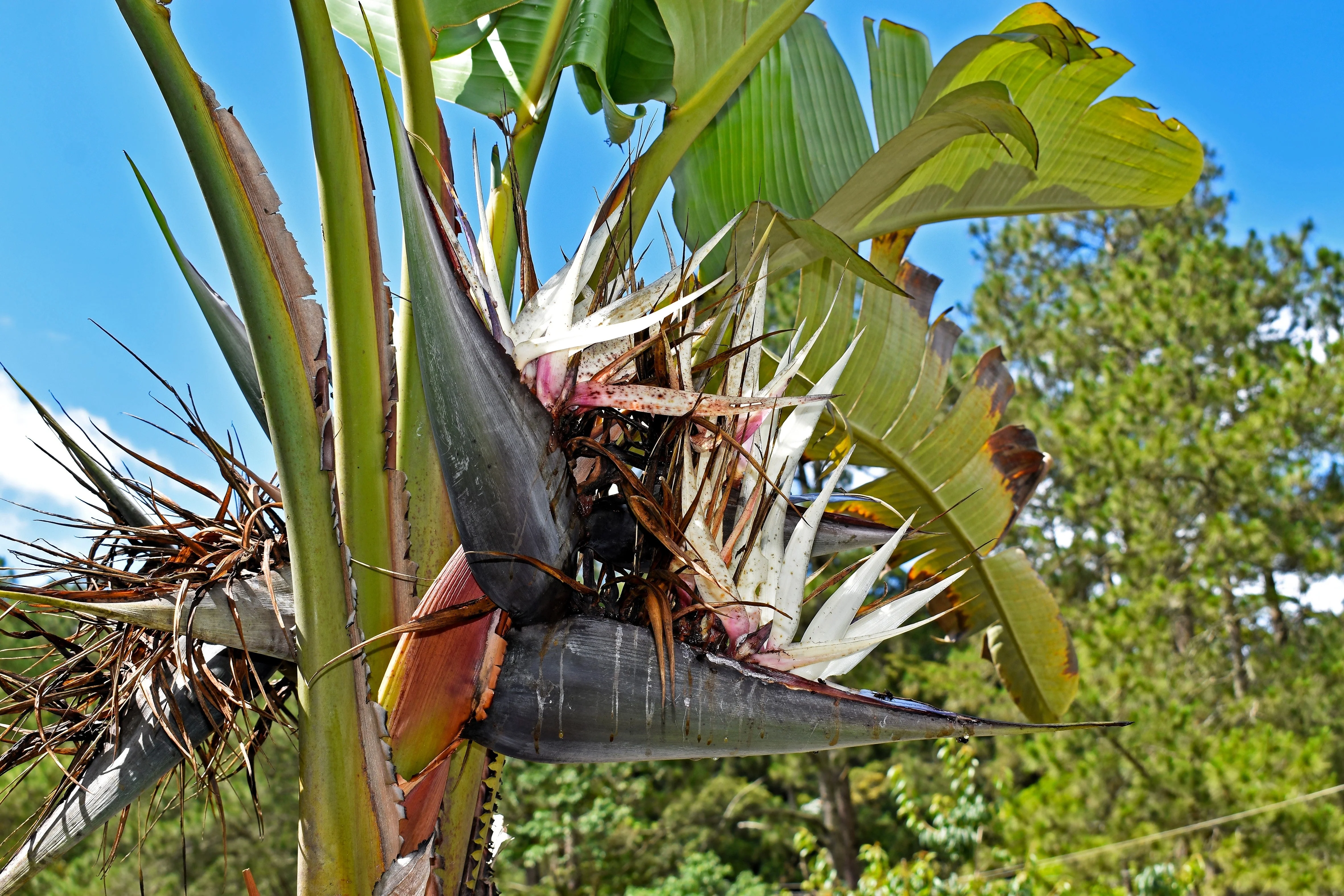 10 TRAVELLER'S PALM TREE Ravenala Madagascariensis Flower Houseplant Seeds - Image 8