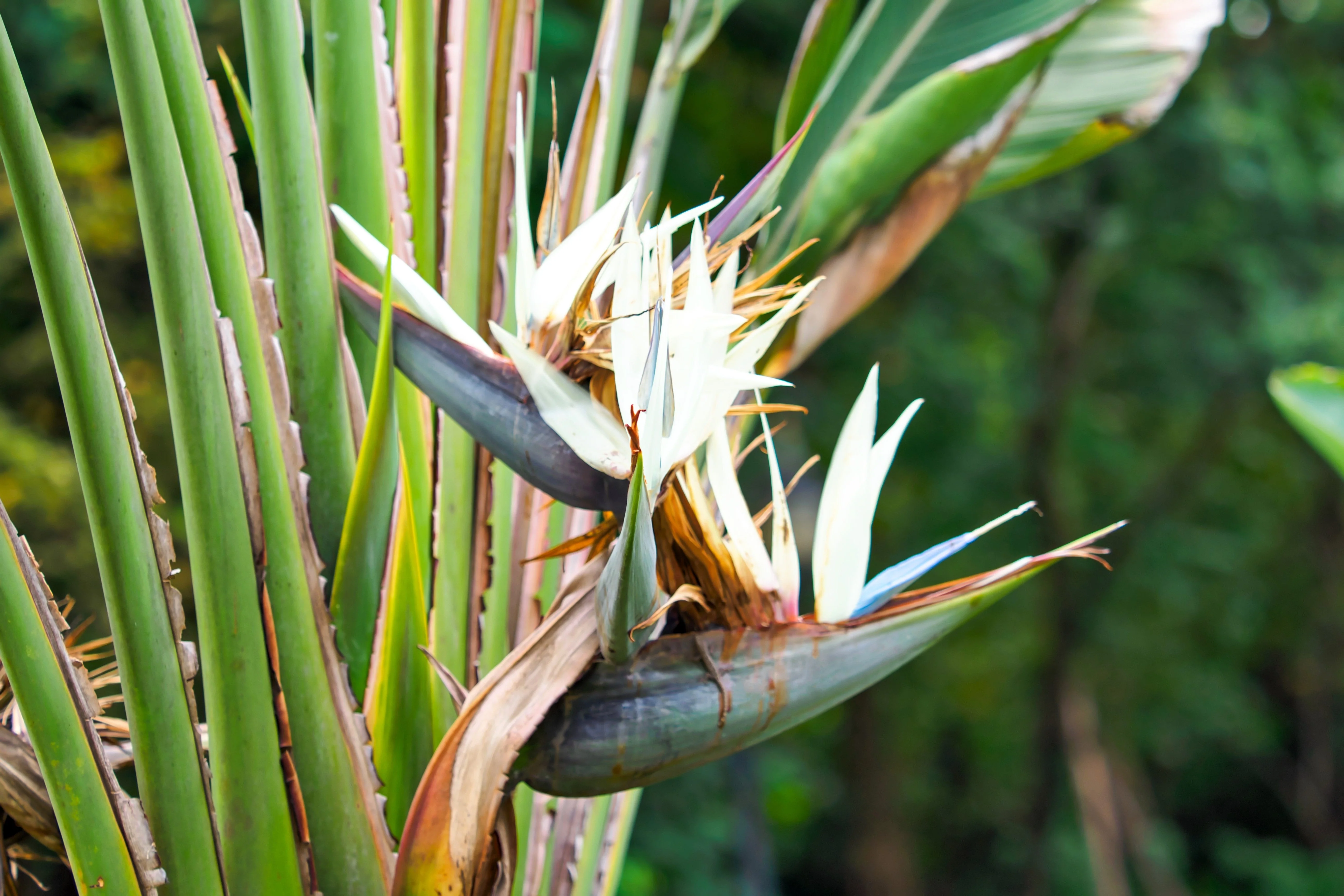 10 TRAVELLER'S PALM TREE Ravenala Madagascariensis Flower Houseplant Seeds - Image 9