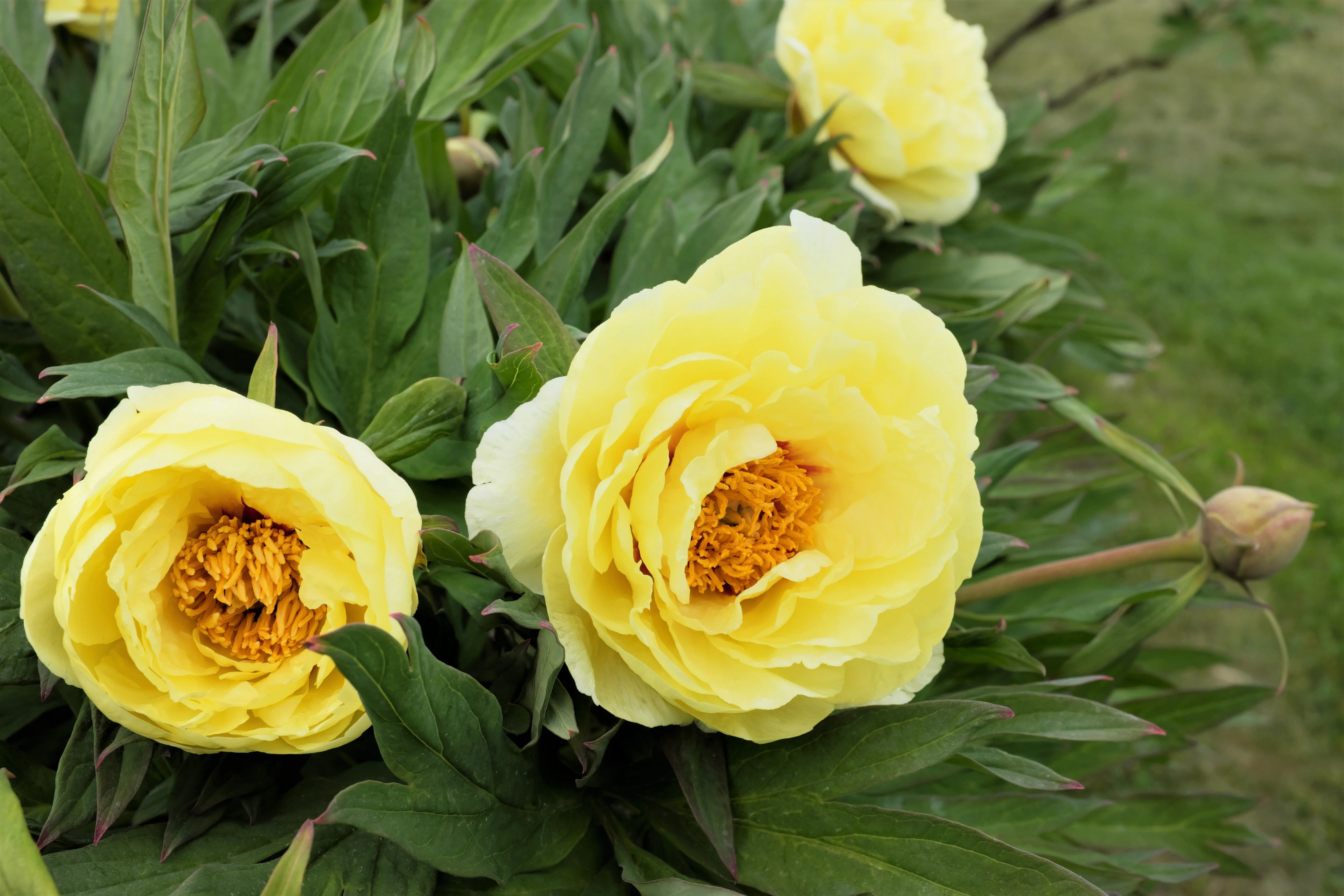 10 TREE PEONY Mountain Paeony Paeonia Suffruticosa Arborea Mixed Colors Red Pink White Purple Yellow Bicolor Flower Shrub Seeds - Image 10