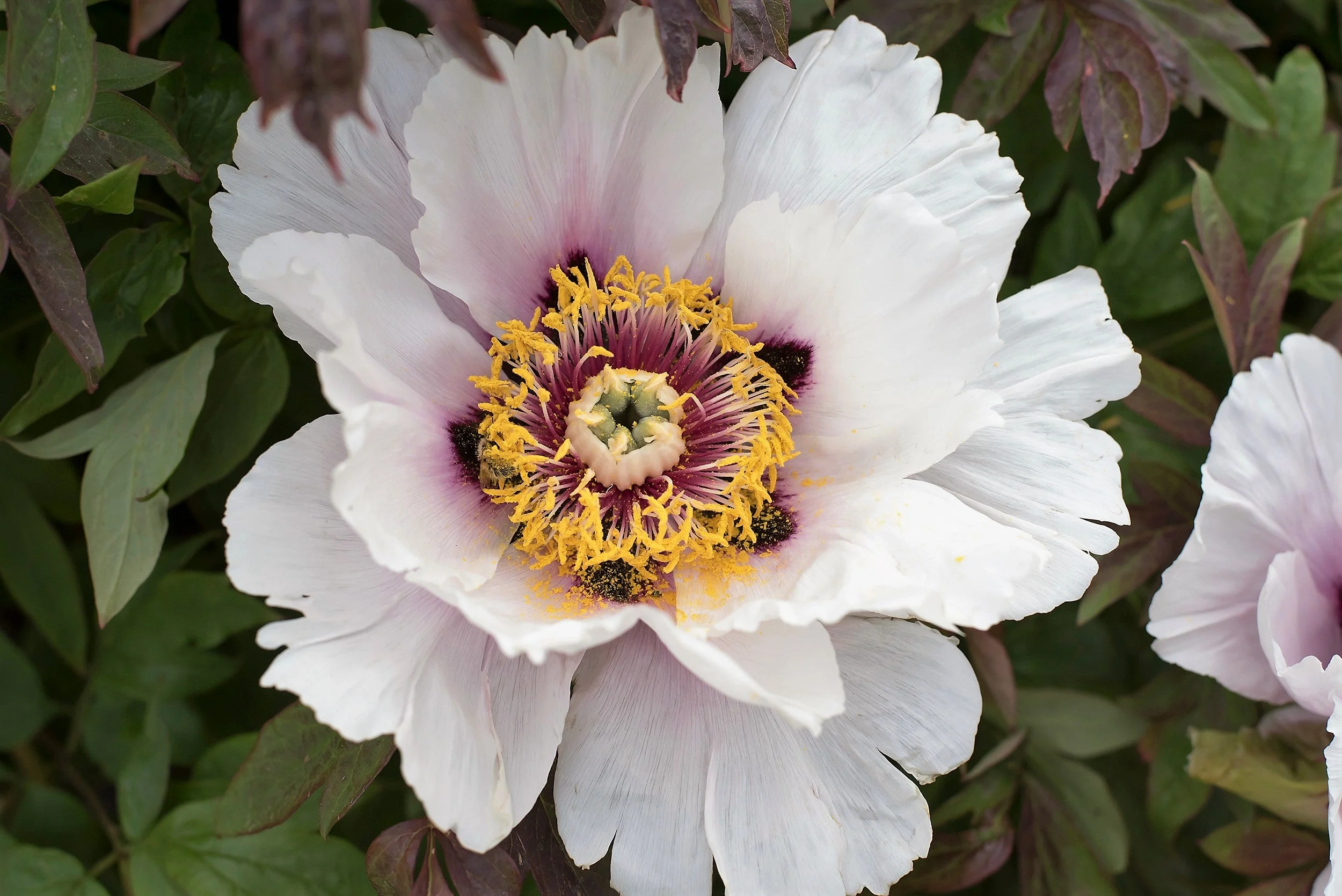 10 TREE PEONY Mountain Paeony Paeonia Suffruticosa Arborea Mixed Colors Red Pink White Purple Yellow Bicolor Flower Shrub Seeds - Image 11