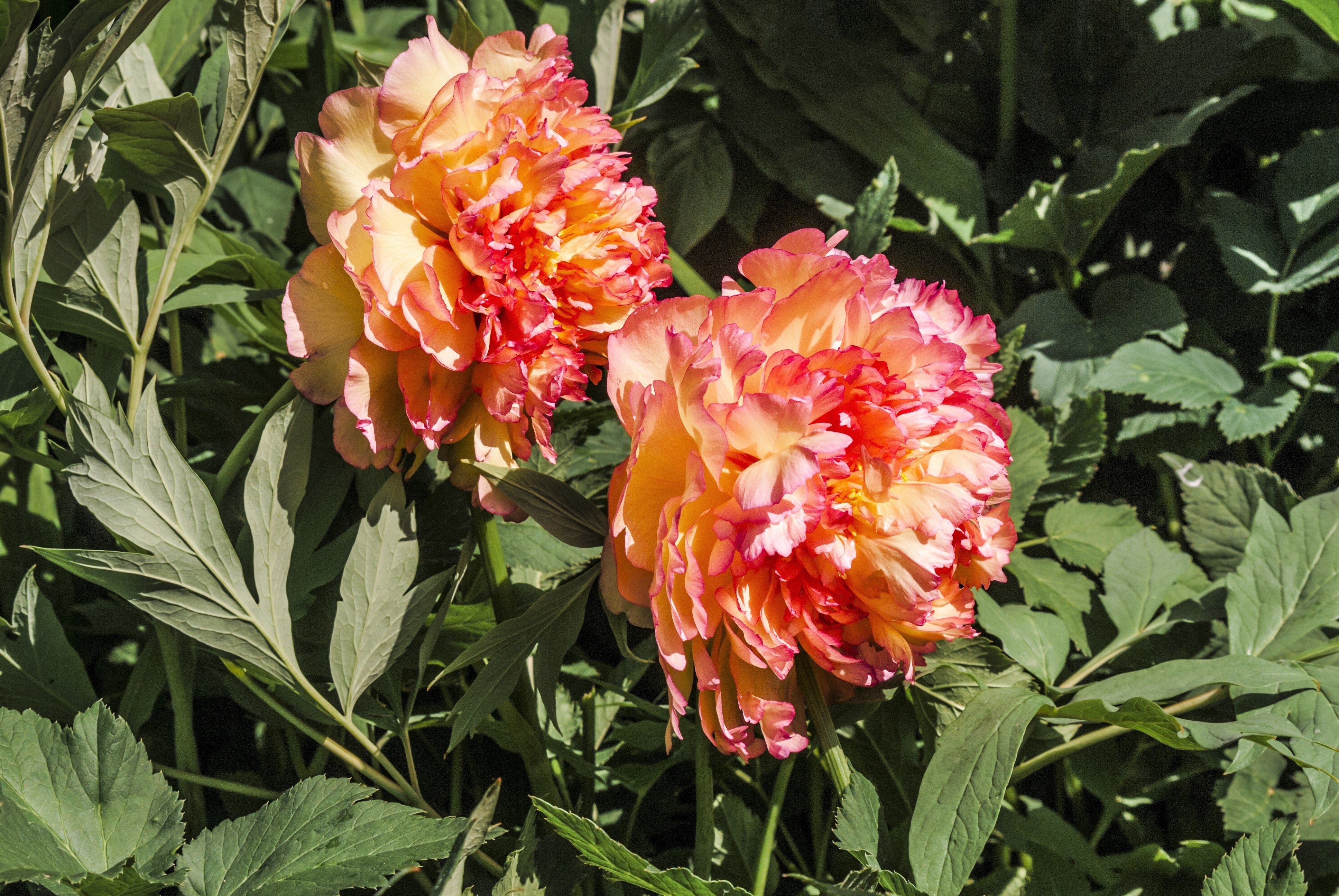 10 TREE PEONY Mountain Paeony Paeonia Suffruticosa Arborea Mixed Colors Red Pink White Purple Yellow Bicolor Flower Shrub Seeds - Image 12