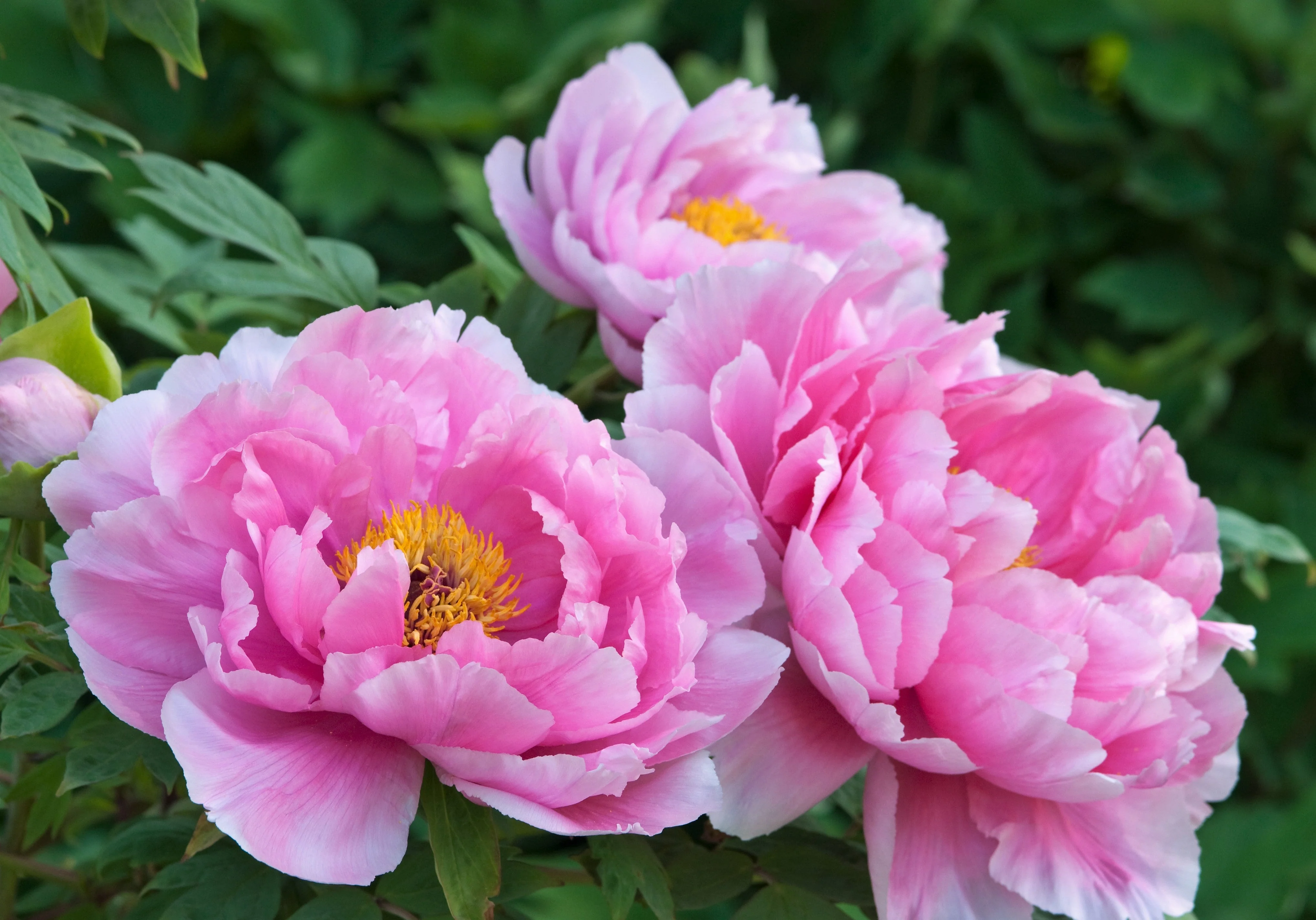10 TREE PEONY Mountain Paeony Paeonia Suffruticosa Arborea Mixed Colors Red Pink White Purple Yellow Bicolor Flower Shrub Seeds - Image 13