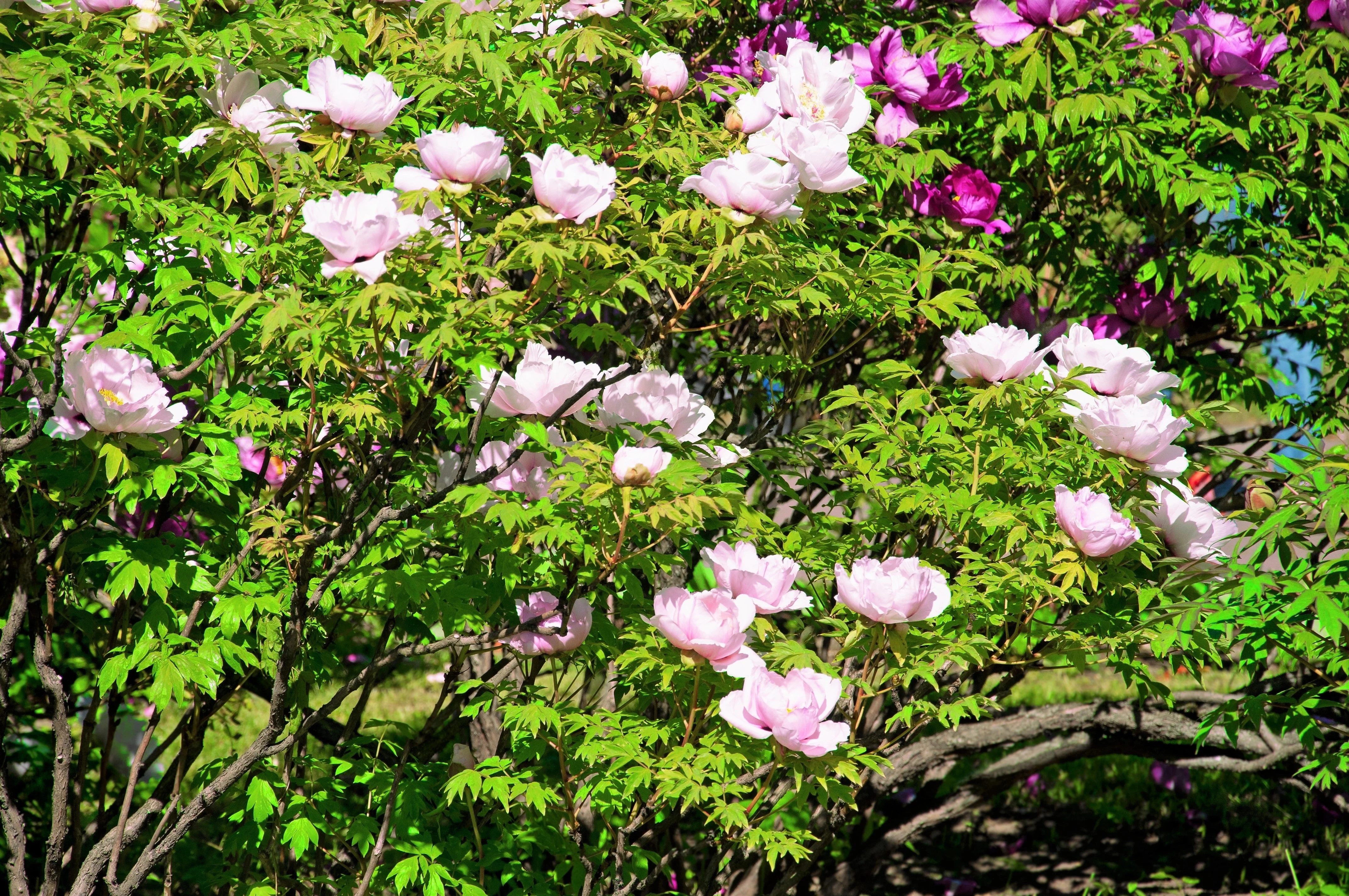 10 TREE PEONY Mountain Paeony Paeonia Suffruticosa Arborea Mixed Colors Red Pink White Purple Yellow Bicolor Flower Shrub Seeds - Image 14