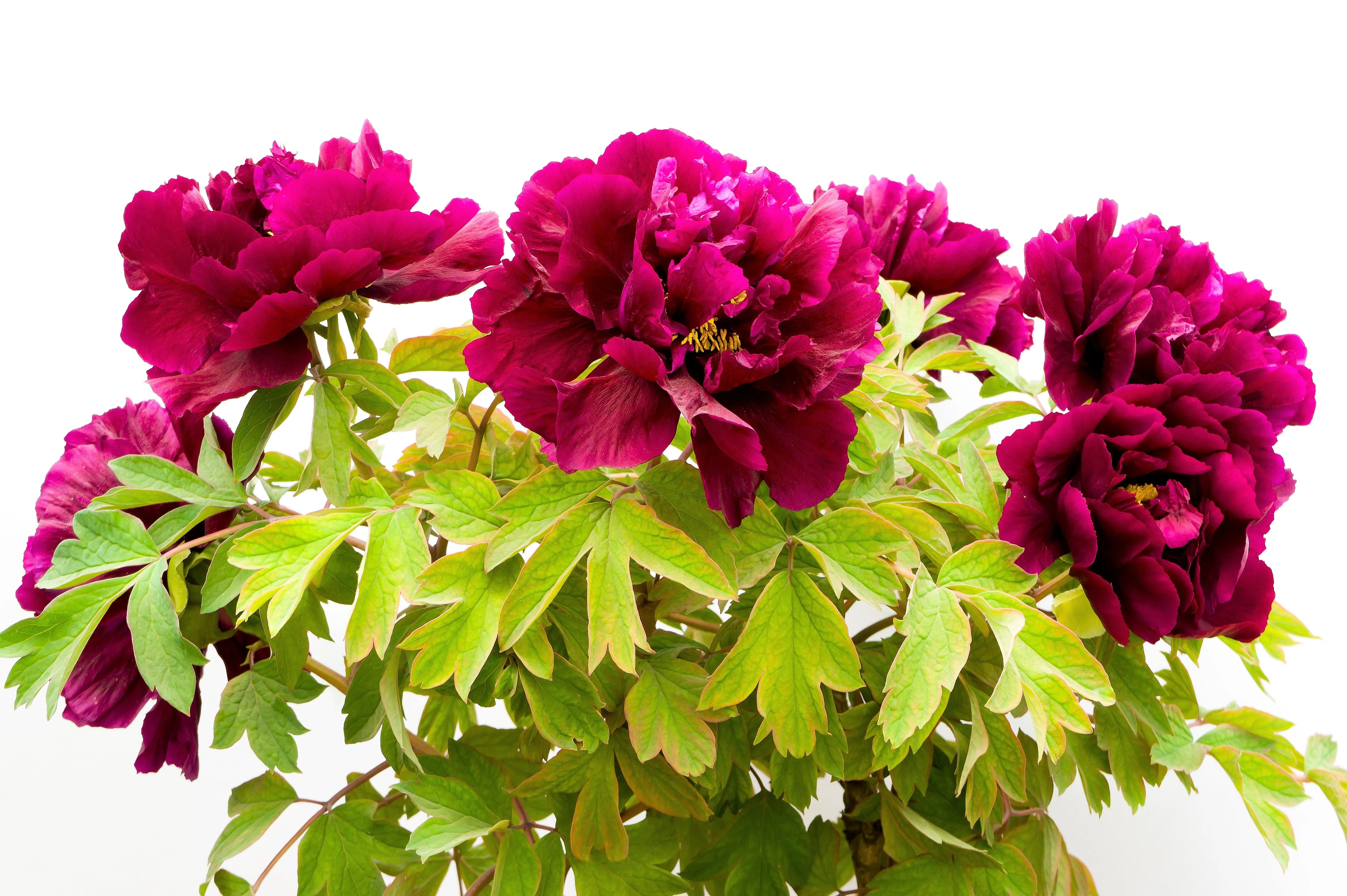 10 TREE PEONY Mountain Paeony Paeonia Suffruticosa Arborea Mixed Colors Red Pink White Purple Yellow Bicolor Flower Shrub Seeds - Image 15