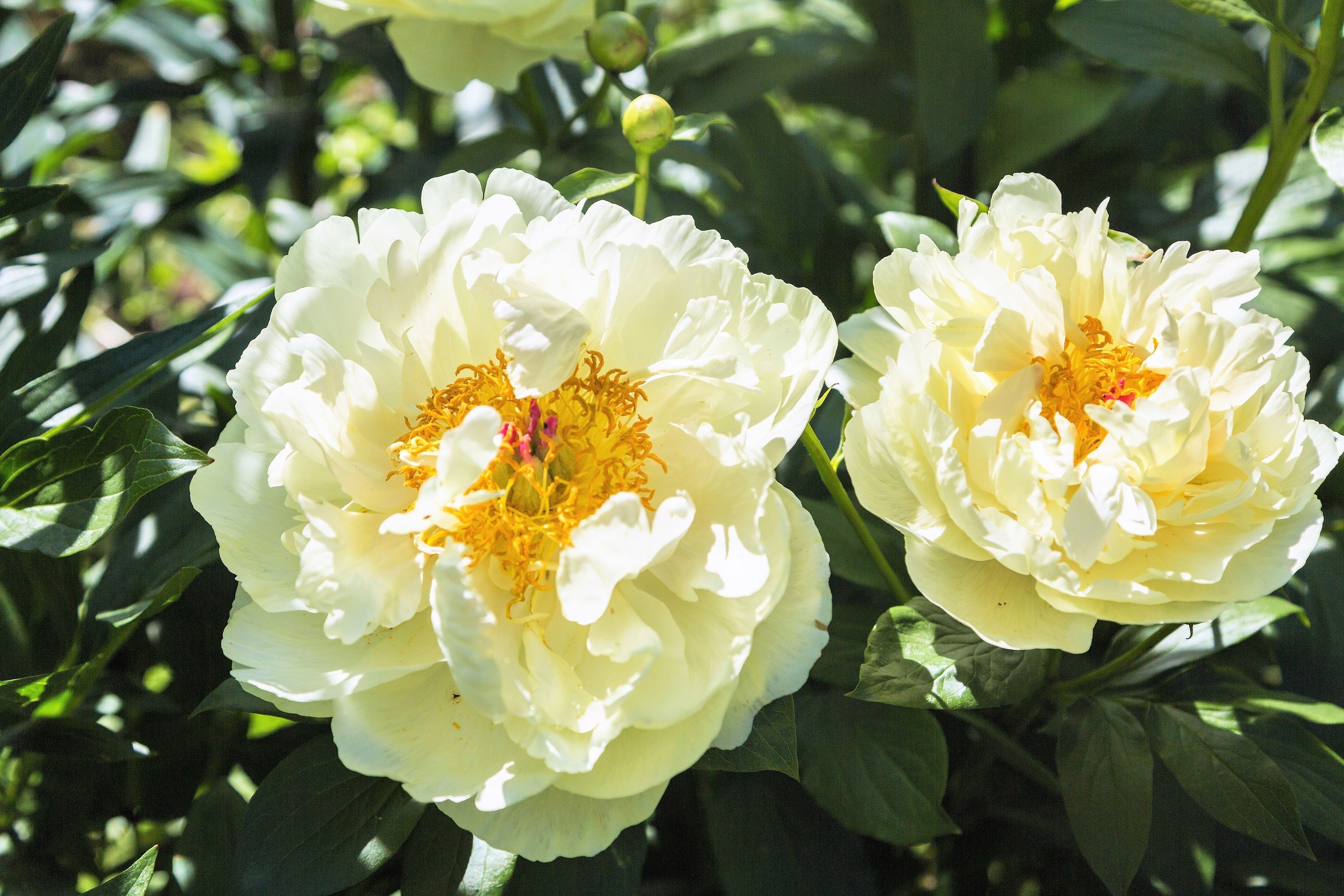 10 TREE PEONY Mountain Paeony Paeonia Suffruticosa Arborea Mixed Colors Red Pink White Purple Yellow Bicolor Flower Shrub Seeds - Image 16