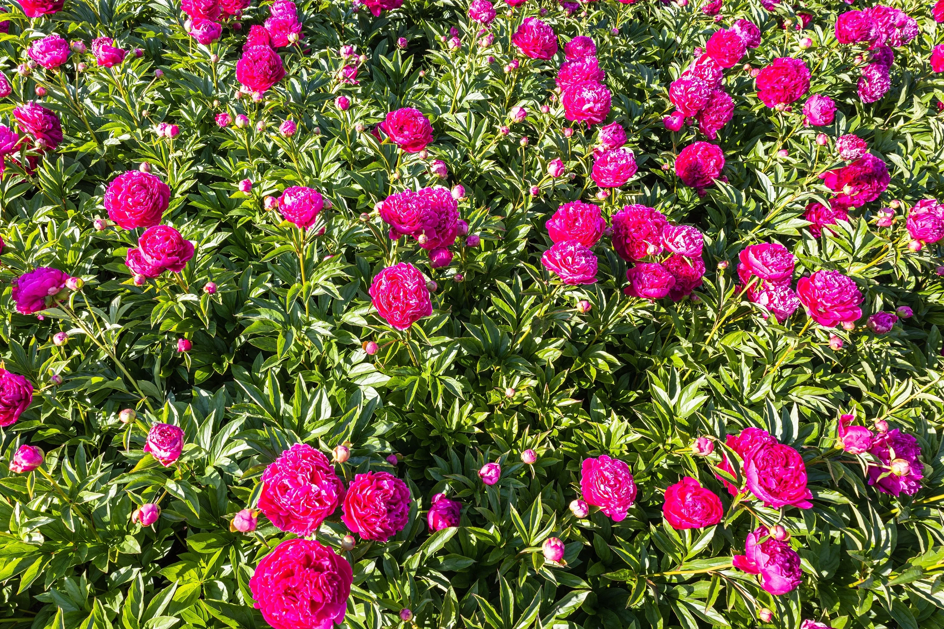 10 TREE PEONY Mountain Paeony Paeonia Suffruticosa Arborea Mixed Colors Red Pink White Purple Yellow Bicolor Flower Shrub Seeds - Image 17