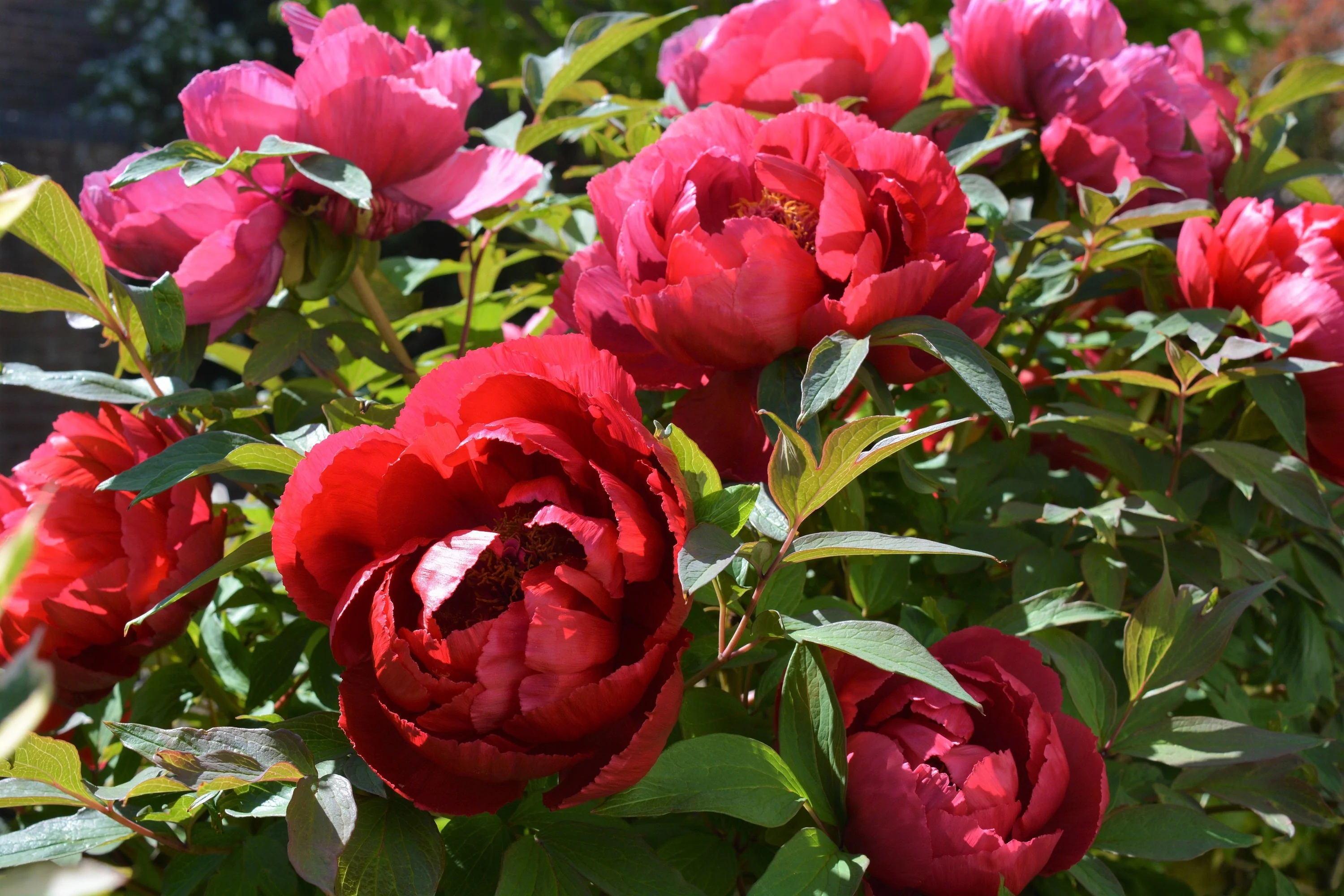 10 TREE PEONY Mountain Paeony Paeonia Suffruticosa Arborea Mixed Colors Red Pink White Purple Yellow Bicolor Flower Shrub Seeds - Image 18
