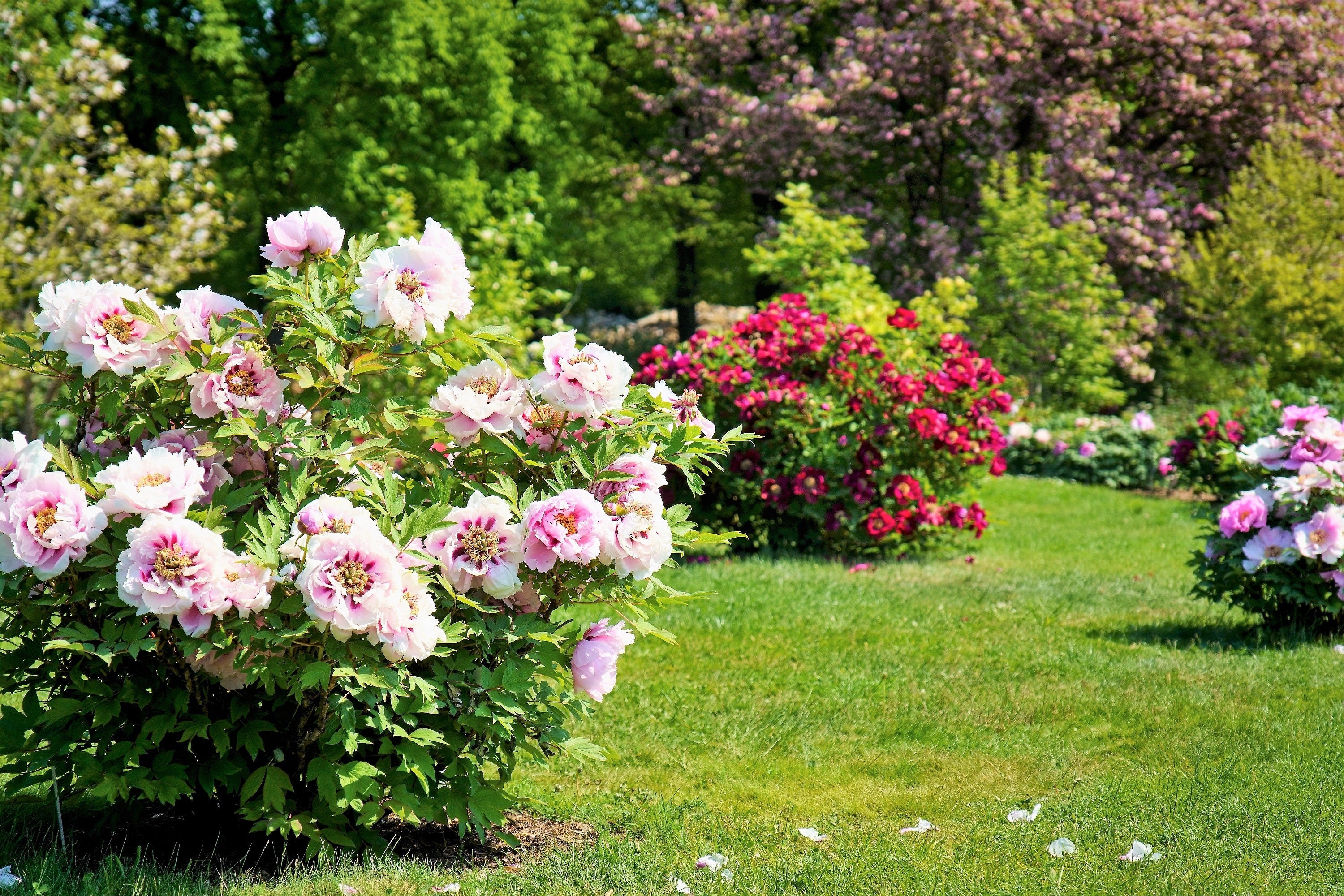 10 TREE PEONY Mountain Paeony Paeonia Suffruticosa Arborea Mixed Colors Red Pink White Purple Yellow Bicolor Flower Shrub Seeds - Image 19