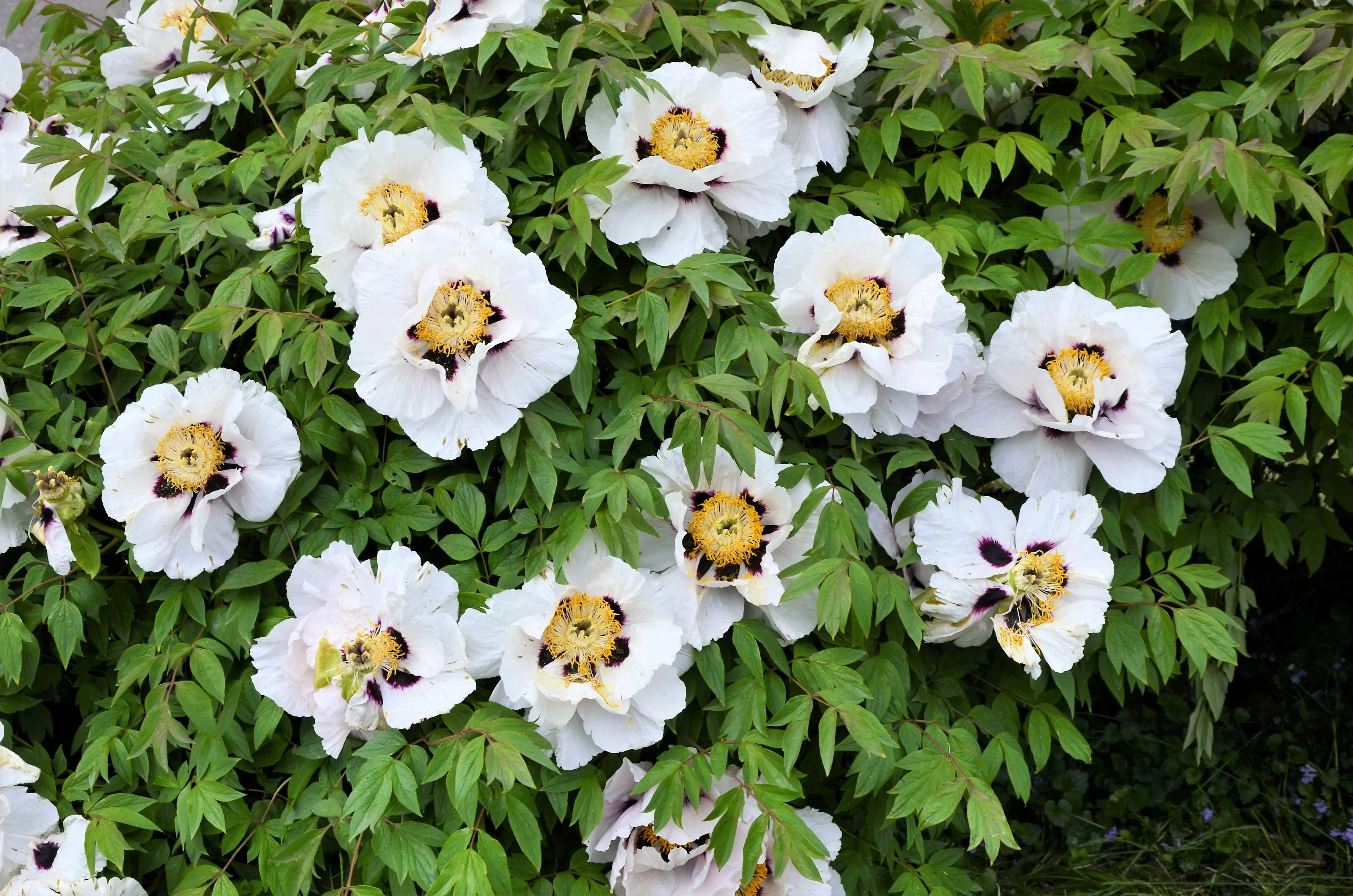 10 TREE PEONY Mountain Paeony Paeonia Suffruticosa Arborea Mixed Colors Red Pink White Purple Yellow Bicolor Flower Shrub Seeds - Image 20