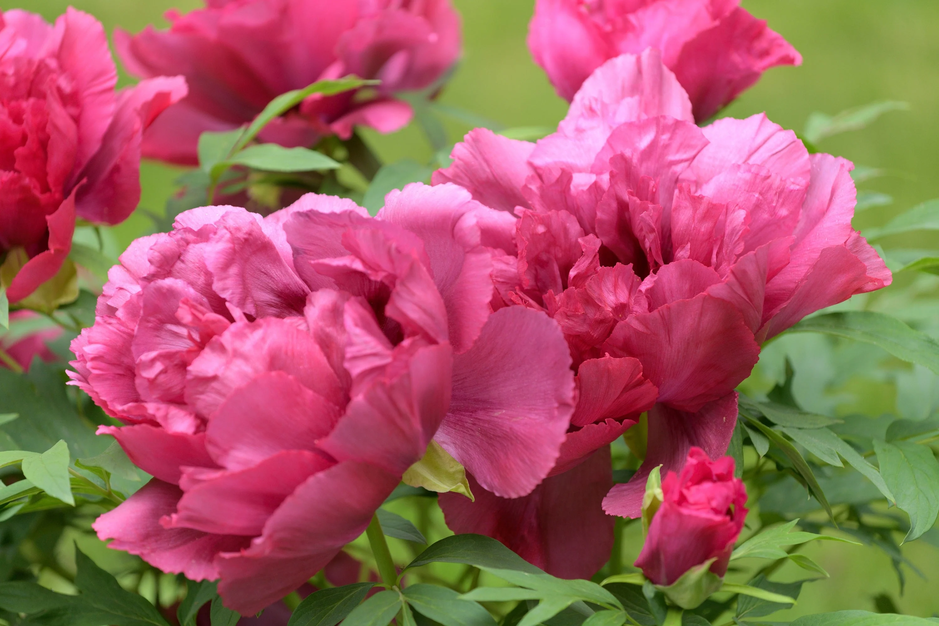 10 TREE PEONY Mountain Paeony Paeonia Suffruticosa Arborea Mixed Colors Red Pink White Purple Yellow Bicolor Flower Shrub Seeds - Image 21
