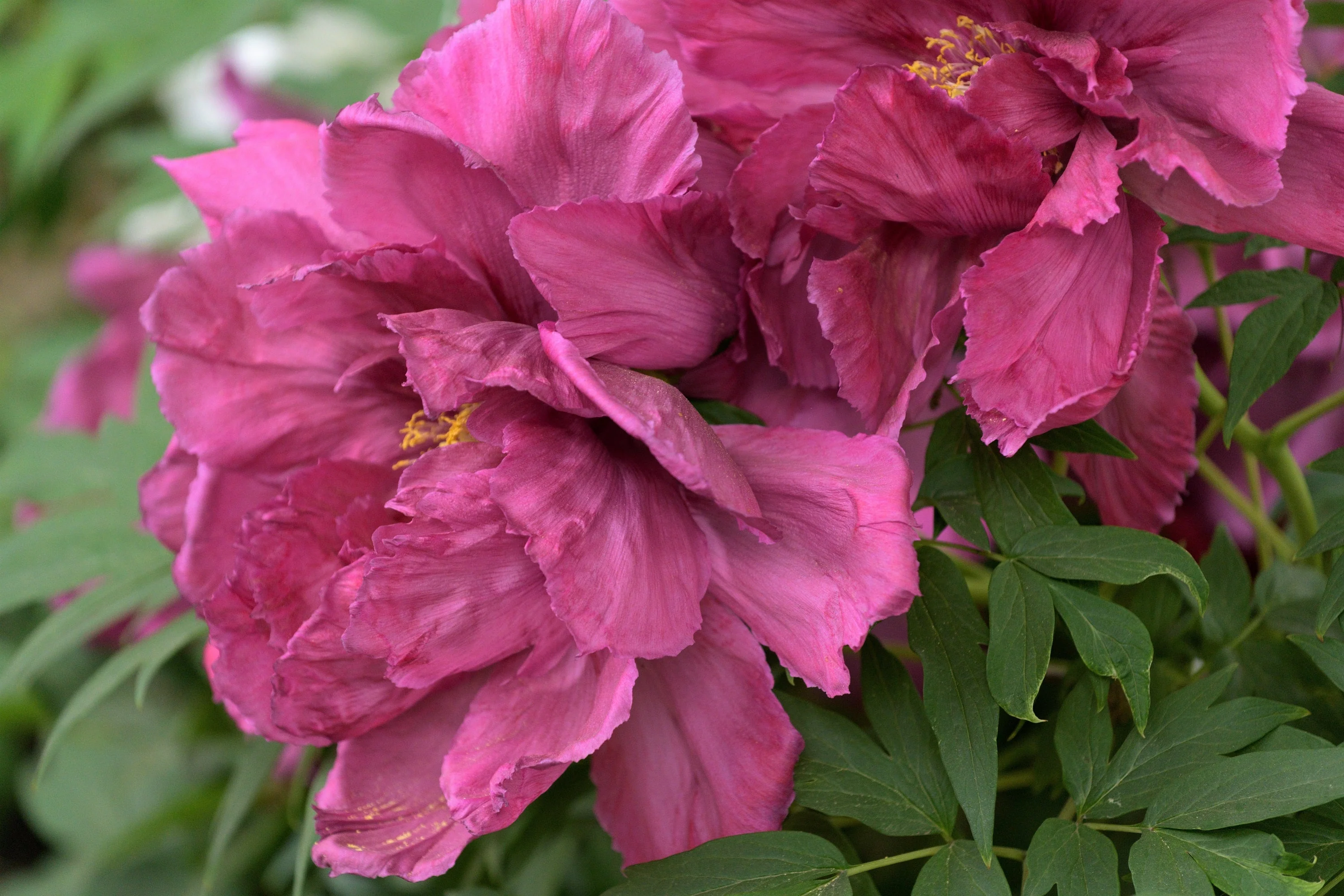 10 TREE PEONY Mountain Paeony Paeonia Suffruticosa Arborea Mixed Colors Red Pink White Purple Yellow Bicolor Flower Shrub Seeds - Image 22