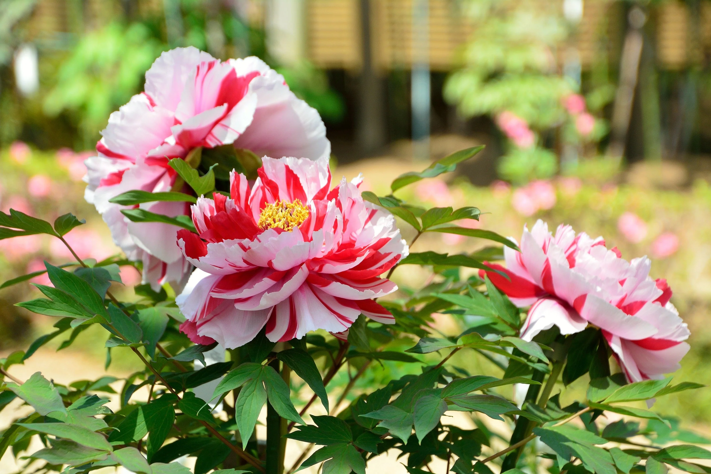 10 TREE PEONY Mountain Paeony Paeonia Suffruticosa Arborea Mixed Colors Red Pink White Purple Yellow Bicolor Flower Shrub Seeds - Image 23