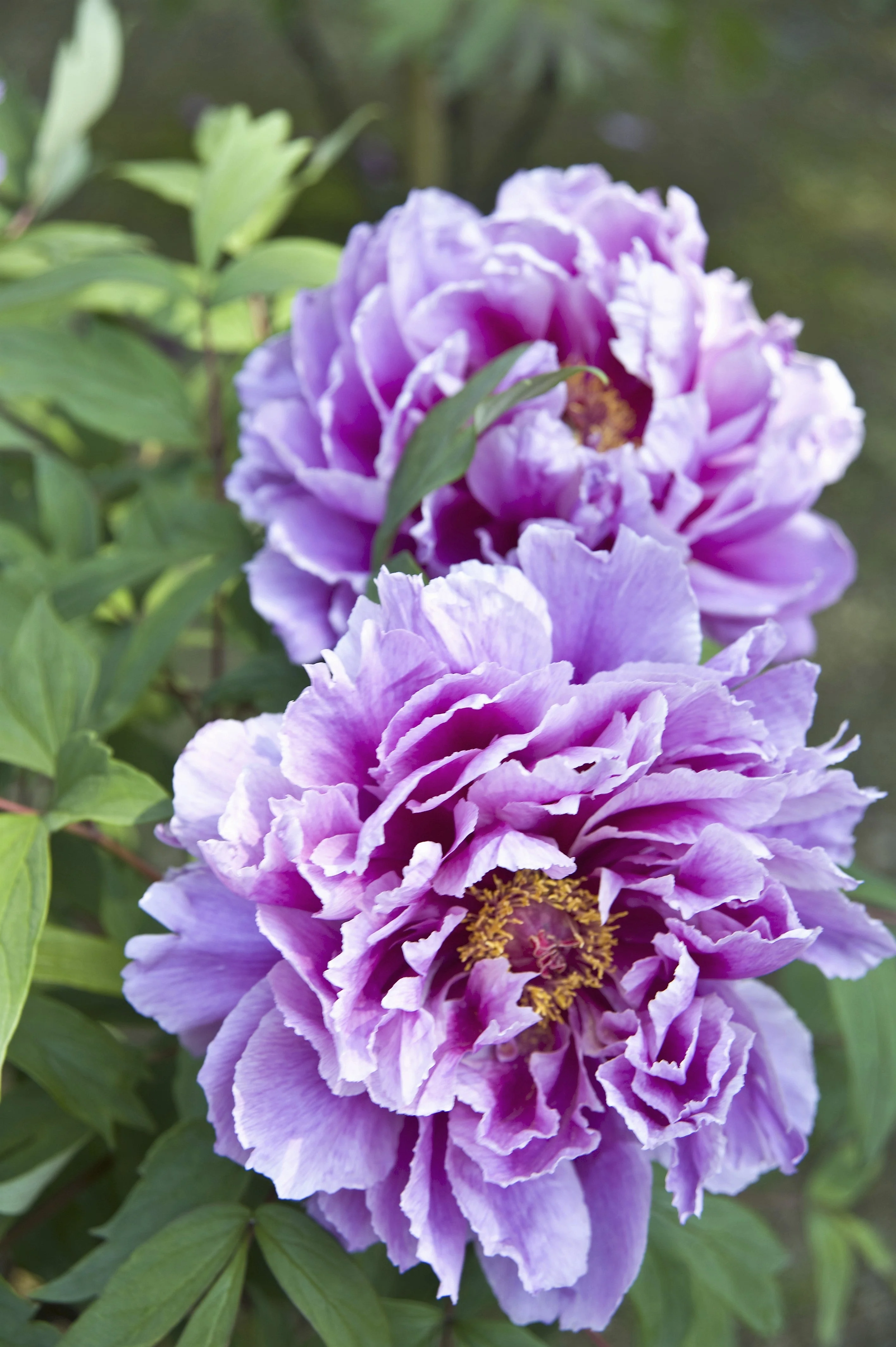 10 TREE PEONY Mountain Paeony Paeonia Suffruticosa Arborea Mixed Colors Red Pink White Purple Yellow Bicolor Flower Shrub Seeds - Image 24