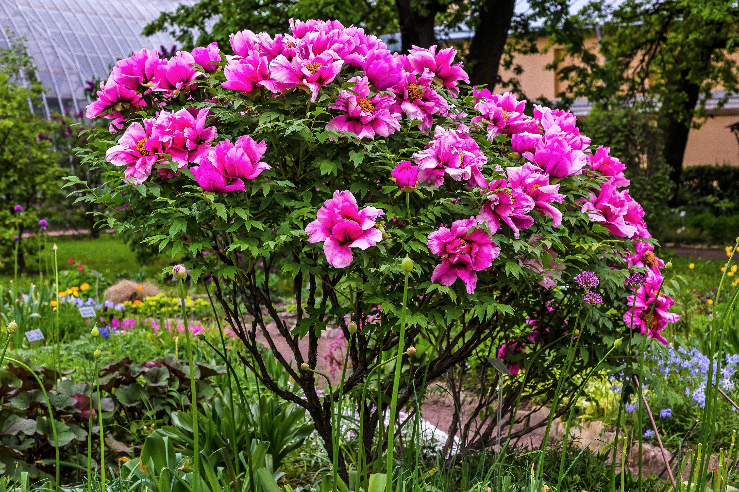 10 TREE PEONY Mountain Paeony Paeonia Suffruticosa Arborea Mixed Colors Red Pink White Purple Yellow Bicolor Flower Shrub Seeds - Image 3