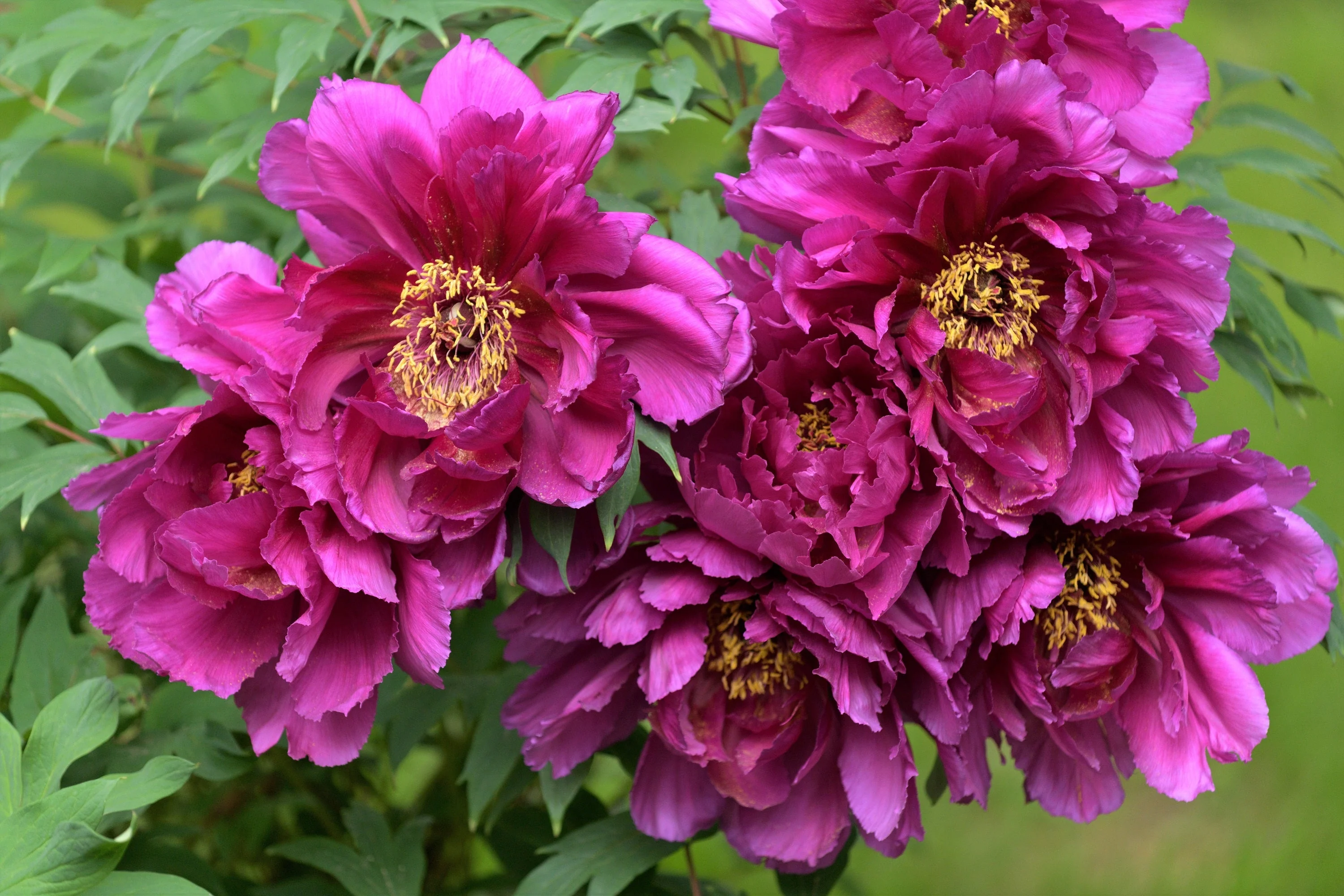 10 TREE PEONY Mountain Paeony Paeonia Suffruticosa Arborea Mixed Colors Red Pink White Purple Yellow Bicolor Flower Shrub Seeds - Image 4