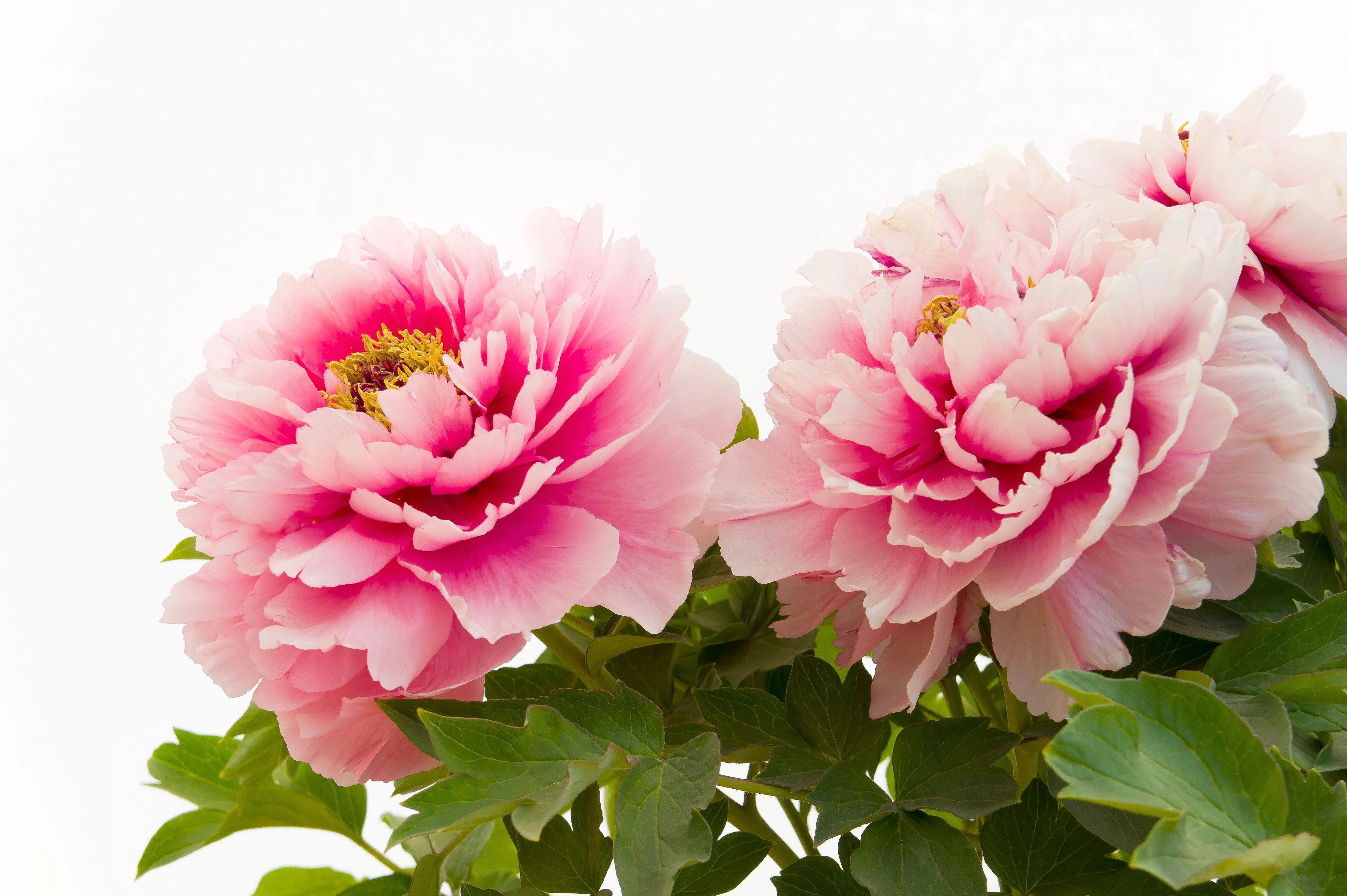 10 TREE PEONY Mountain Paeony Paeonia Suffruticosa Arborea Mixed Colors Red Pink White Purple Yellow Bicolor Flower Shrub Seeds - Image 6