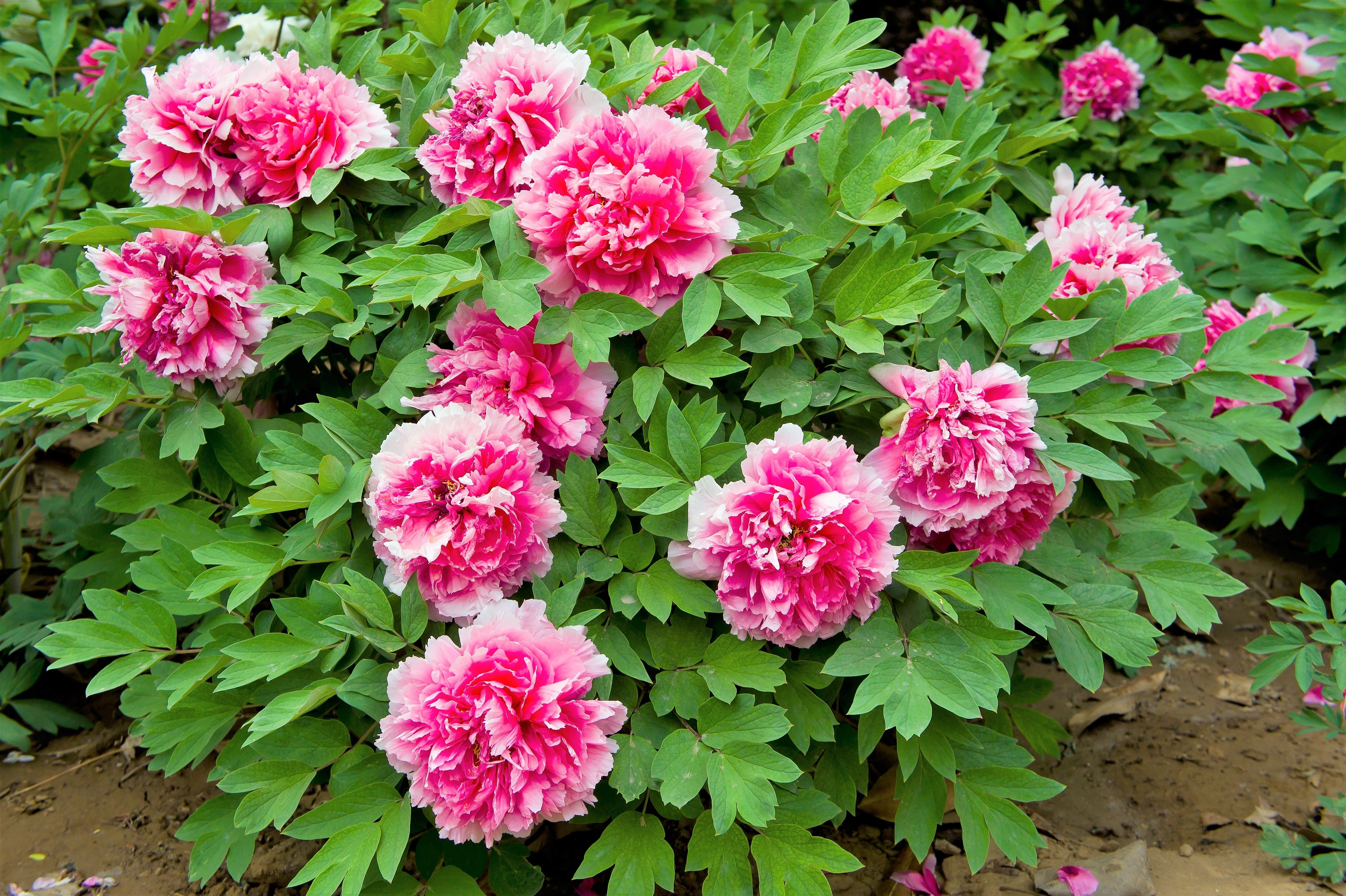 10 TREE PEONY Mountain Paeony Paeonia Suffruticosa Arborea Mixed Colors Red Pink White Purple Yellow Bicolor Flower Shrub Seeds - Image 7