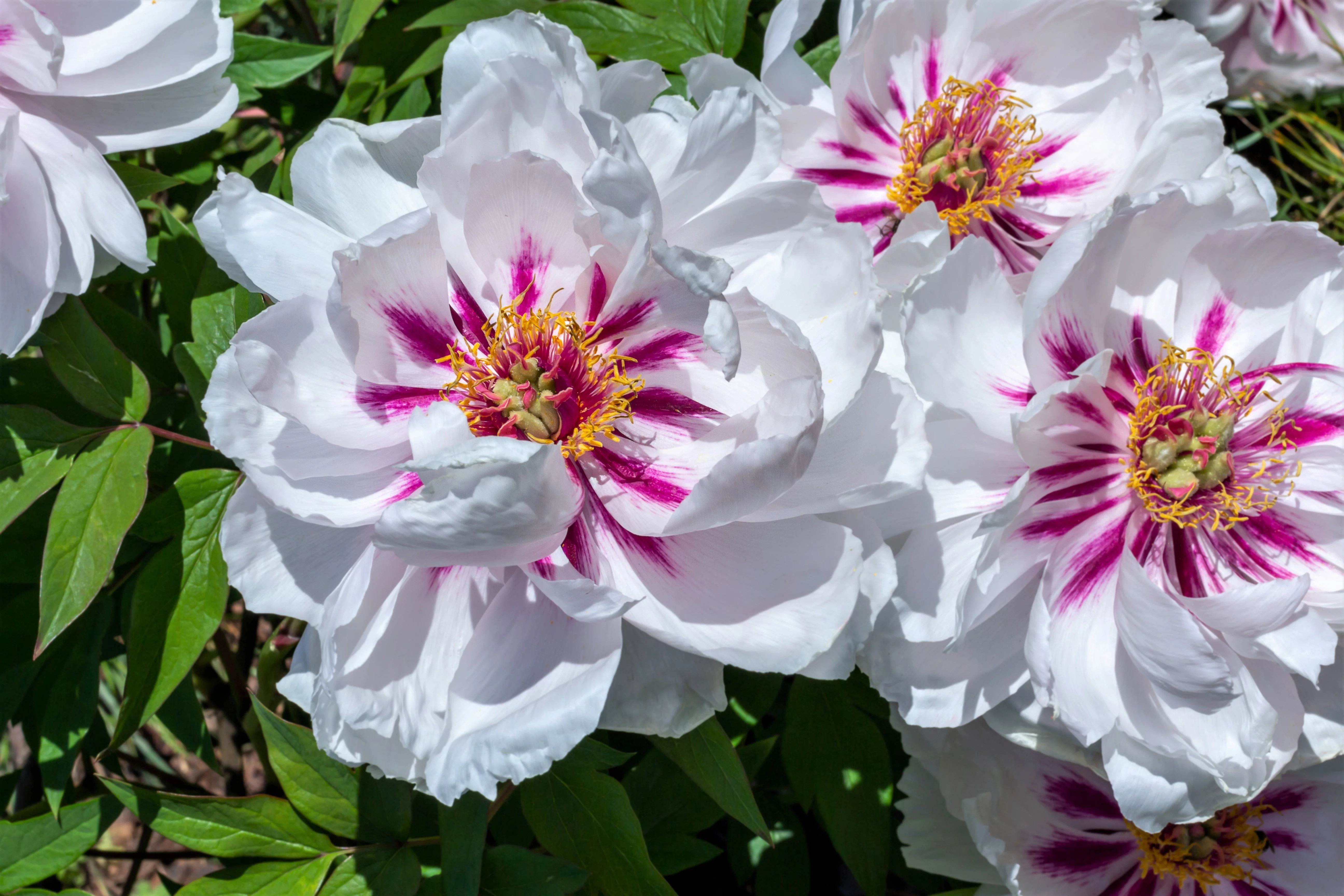 10 TREE PEONY Mountain Paeony Paeonia Suffruticosa Arborea Mixed Colors Red Pink White Purple Yellow Bicolor Flower Shrub Seeds - Image 8