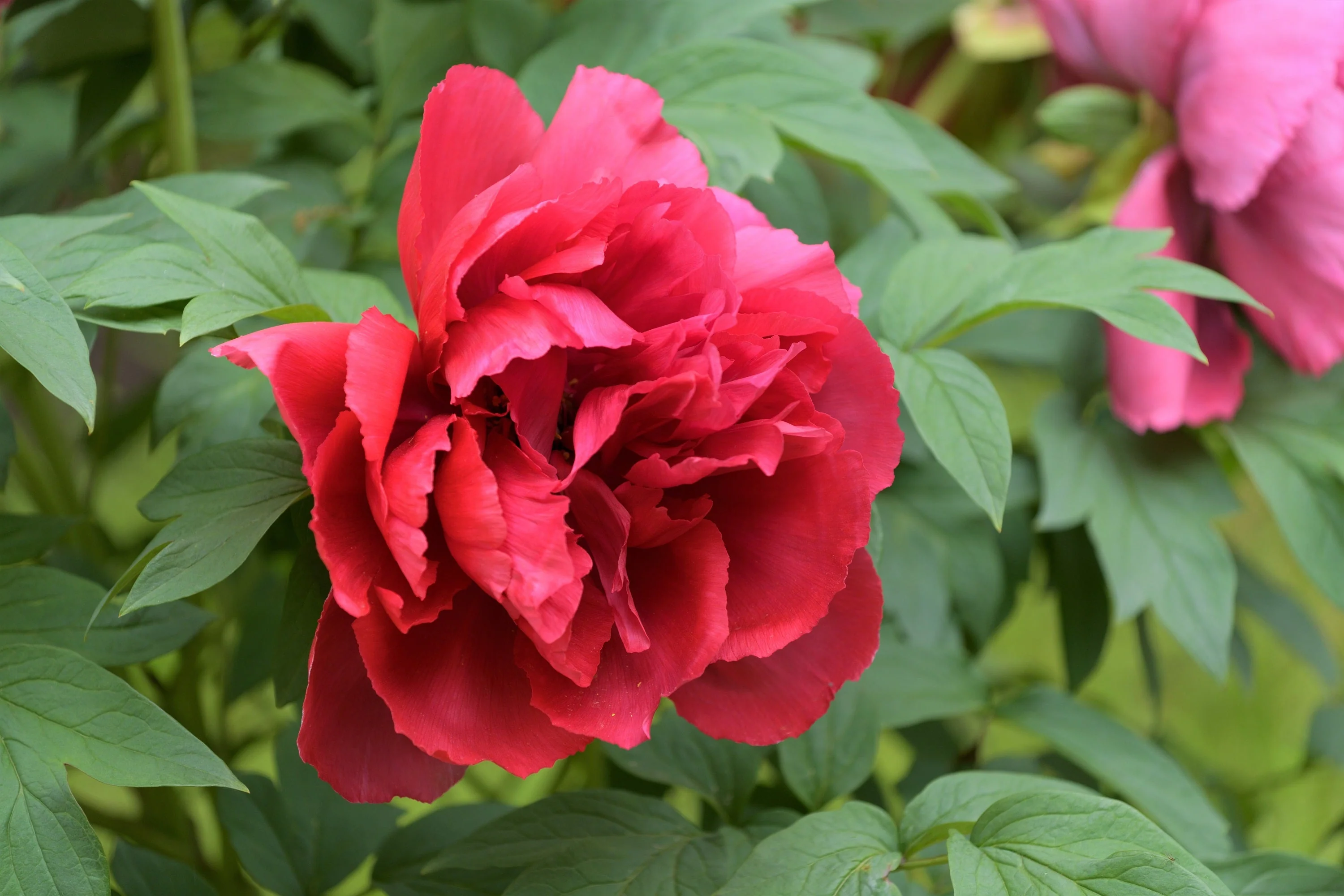 10 TREE PEONY Mountain Paeony Paeonia Suffruticosa Arborea Mixed Colors Red Pink White Purple Yellow Bicolor Flower Shrub Seeds - Image 9