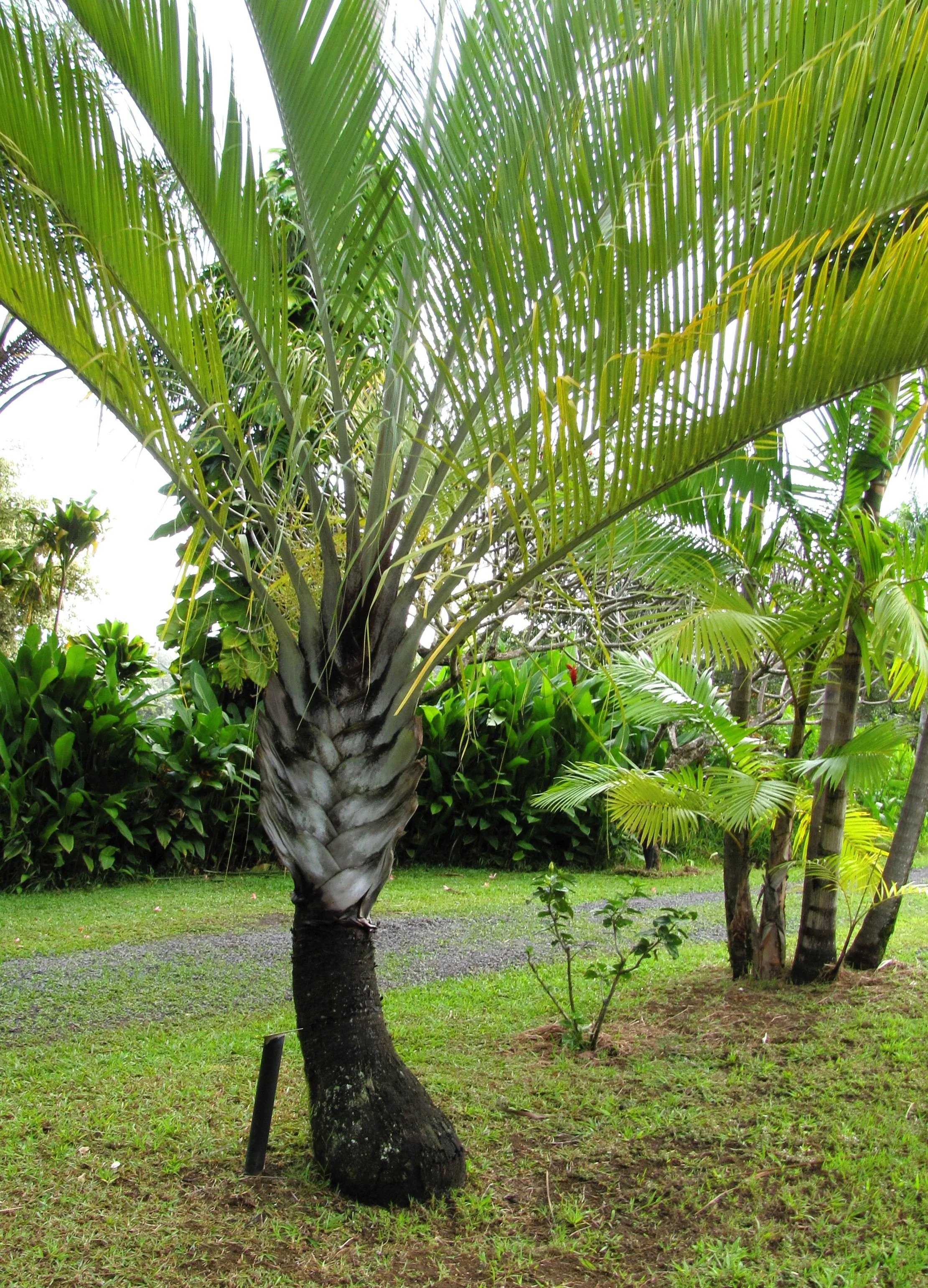 10 TRIANGLE PALM TREE Dypsis Decaryi Rare Tropical from Madagascar Seeds - Image 10
