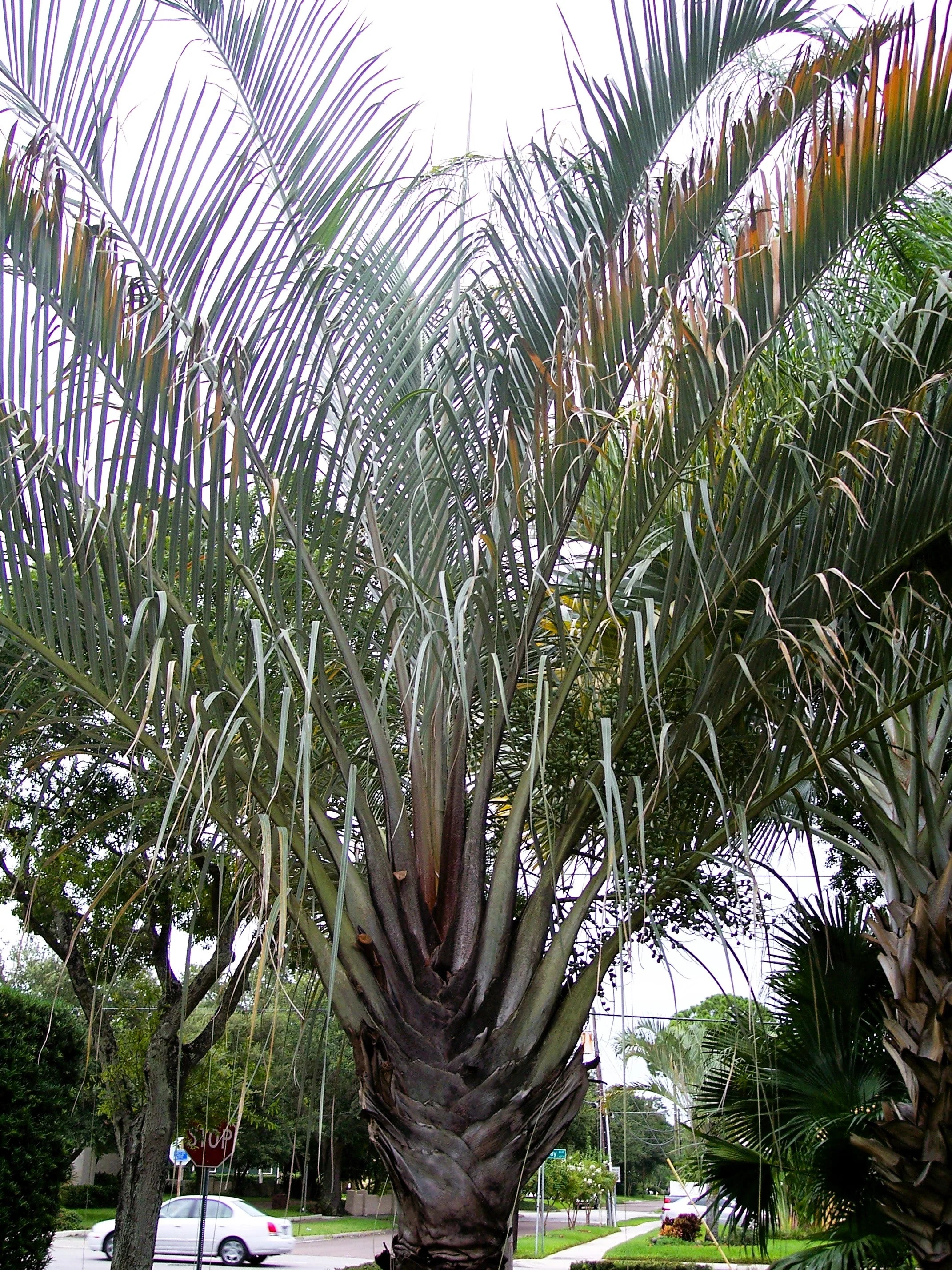 10 TRIANGLE PALM TREE Dypsis Decaryi Rare Tropical from Madagascar Seeds - Image 11
