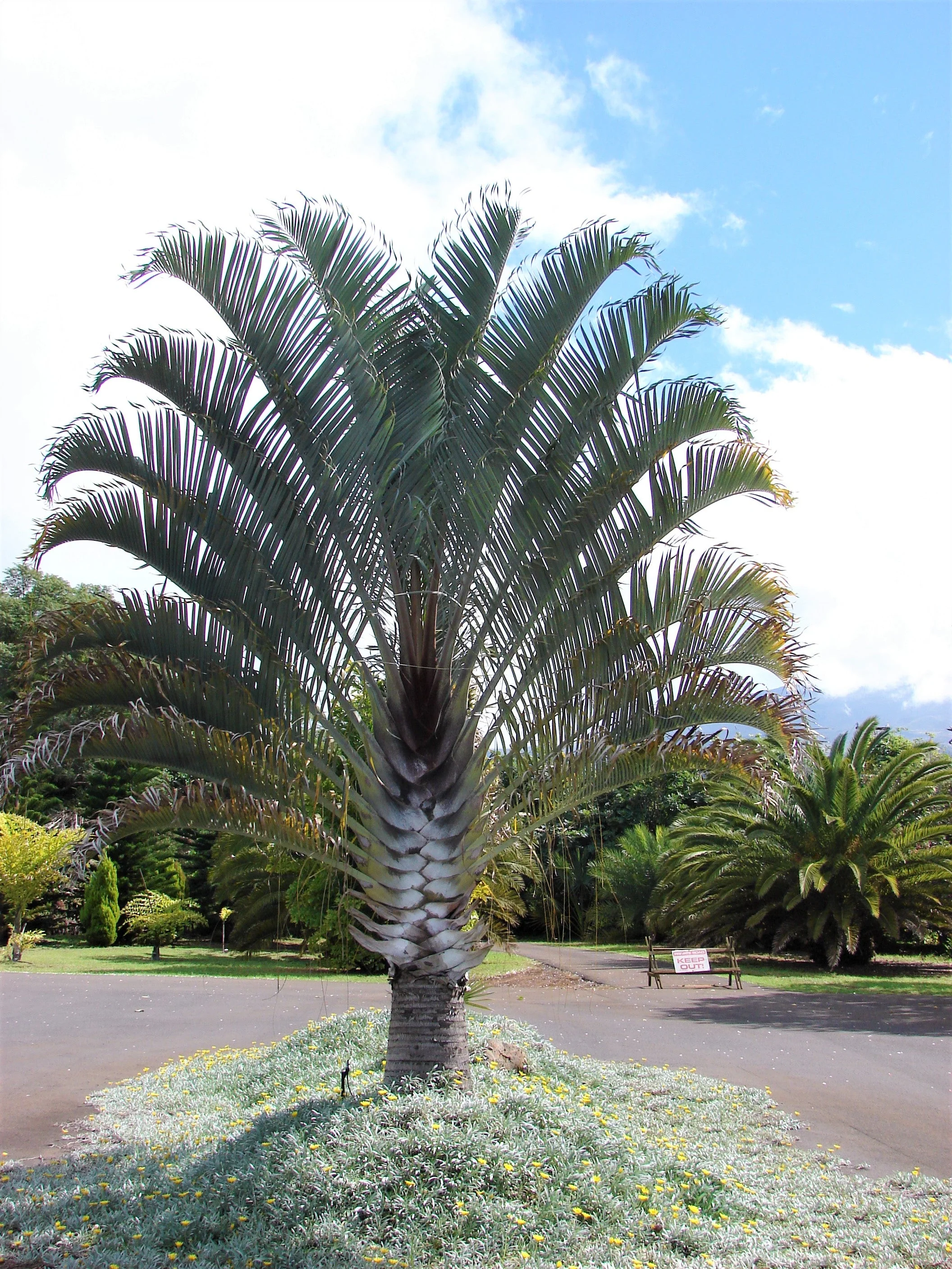 10 TRIANGLE PALM TREE Dypsis Decaryi Rare Tropical from Madagascar Seeds - Image 2