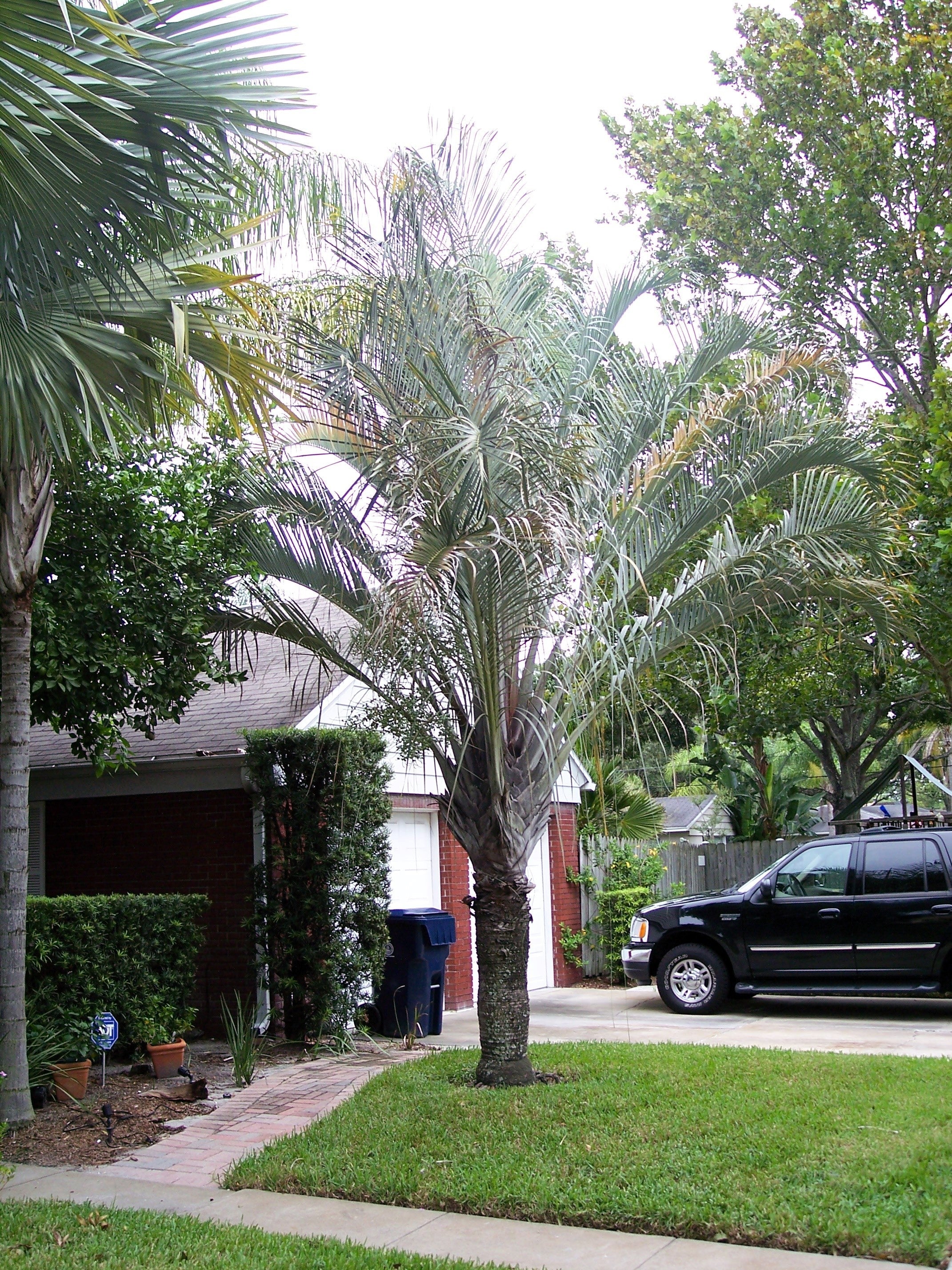 10 TRIANGLE PALM TREE Dypsis Decaryi Rare Tropical from Madagascar Seeds - Image 3