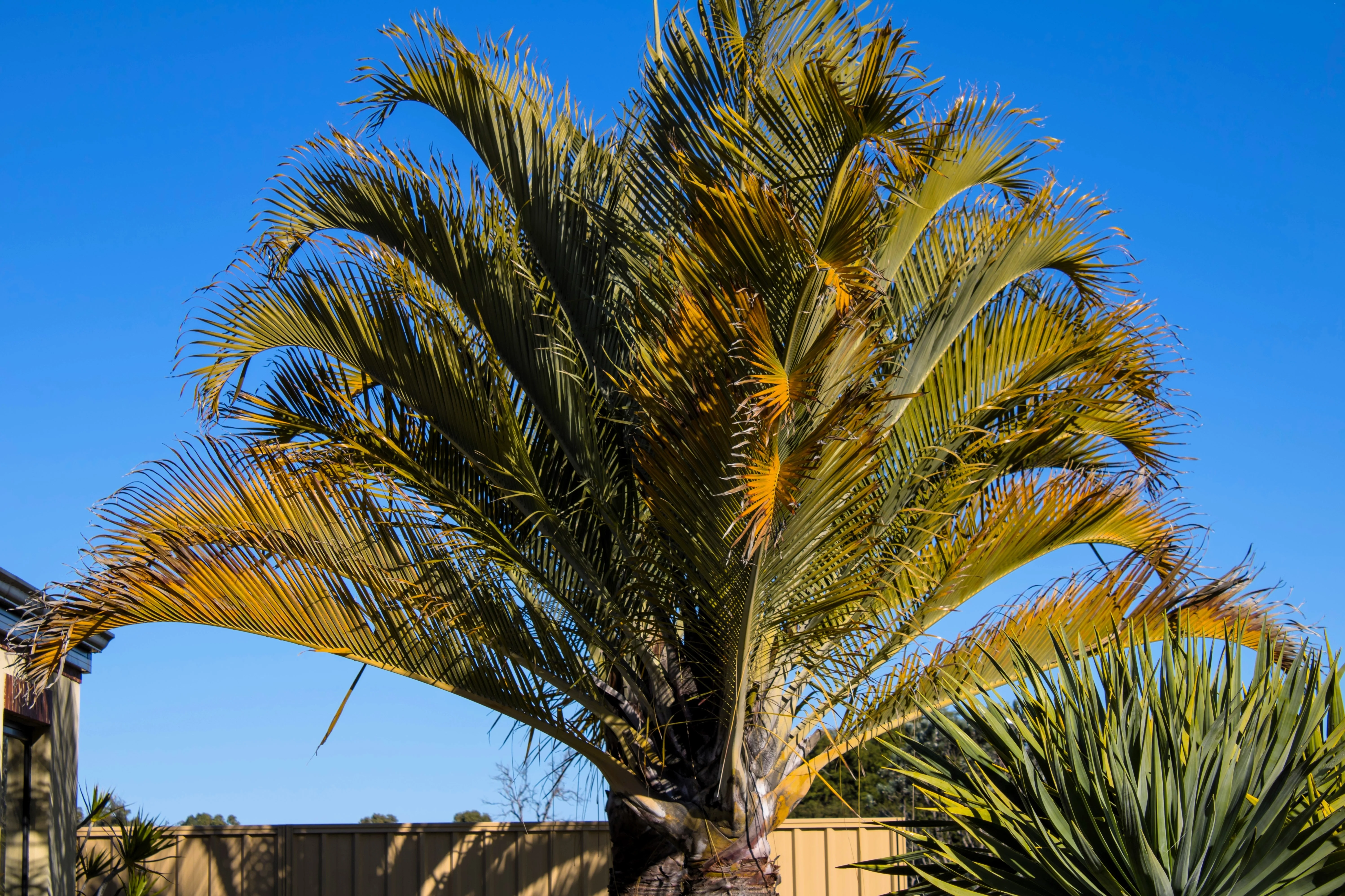 10 TRIANGLE PALM TREE Dypsis Decaryi Rare Tropical from Madagascar Seeds - Image 4