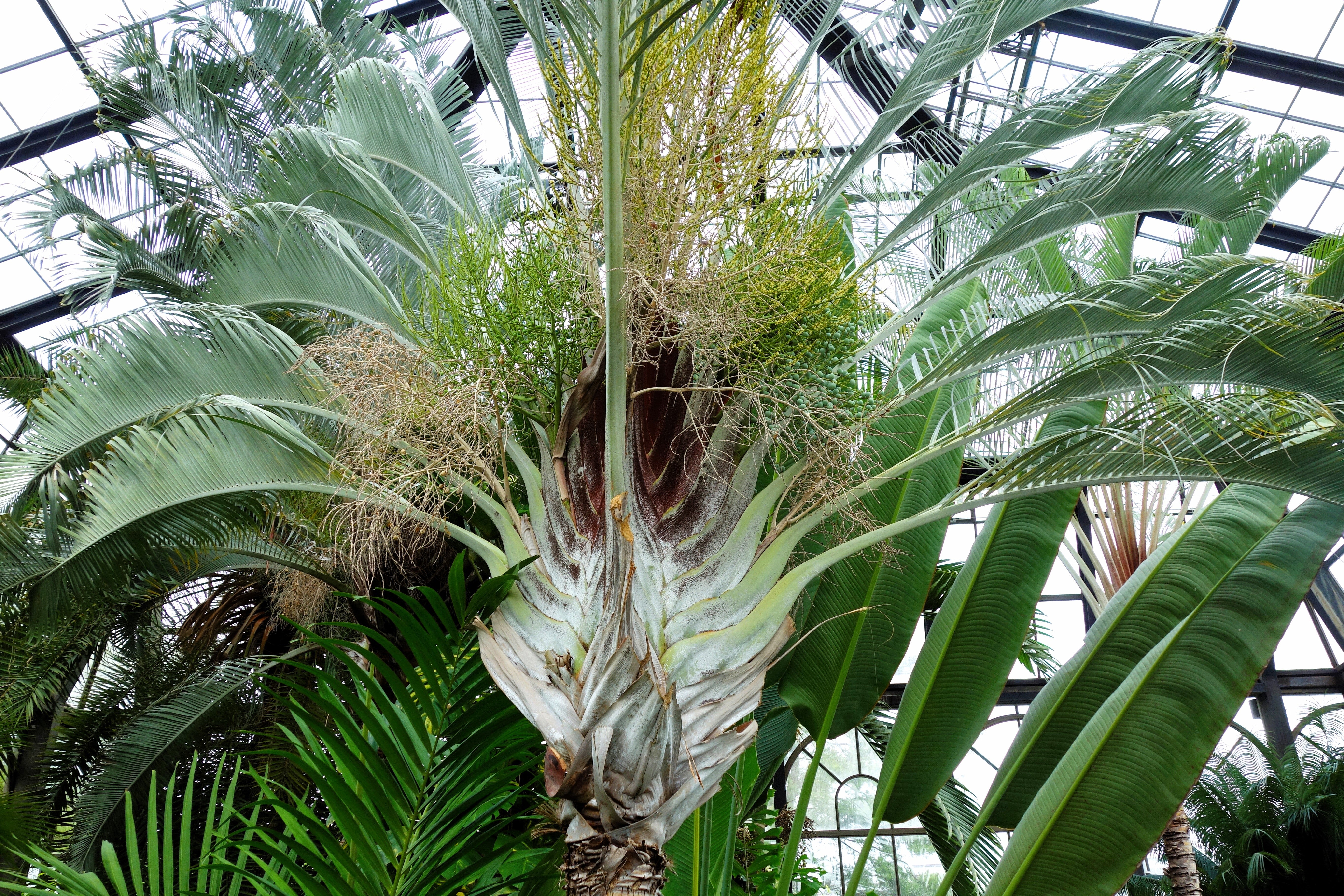 10 TRIANGLE PALM TREE Dypsis Decaryi Rare Tropical from Madagascar Seeds - Image 7