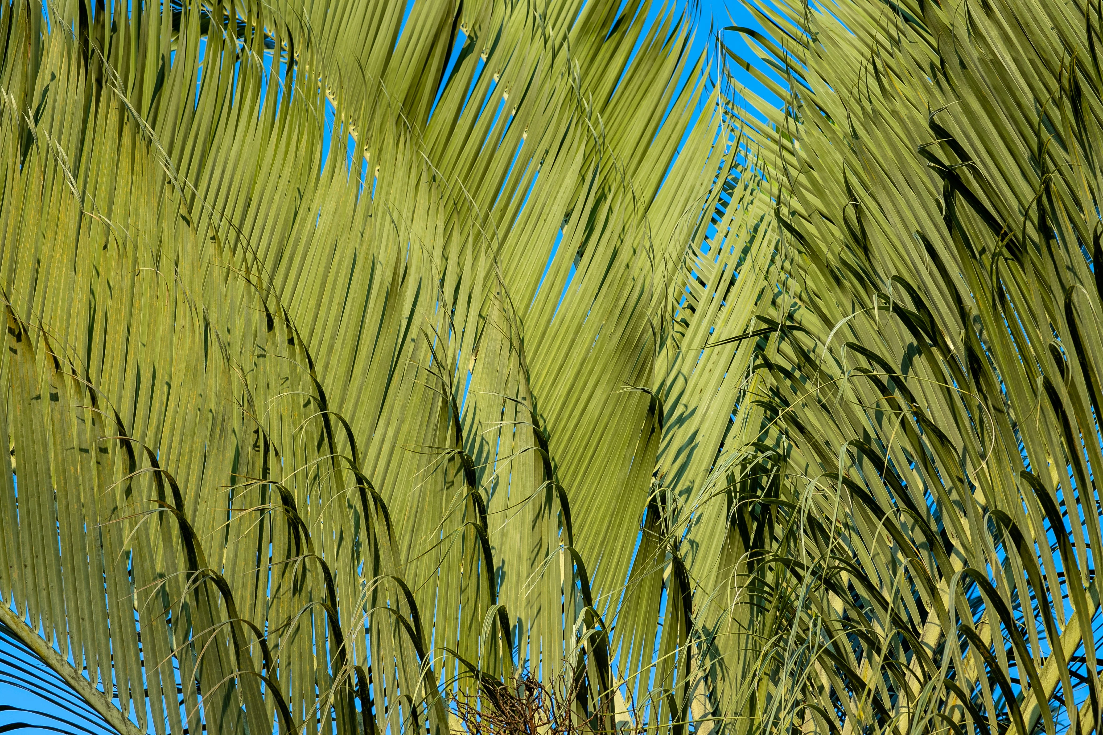 10 TRIANGLE PALM TREE Dypsis Decaryi Rare Tropical from Madagascar Seeds - Image 8