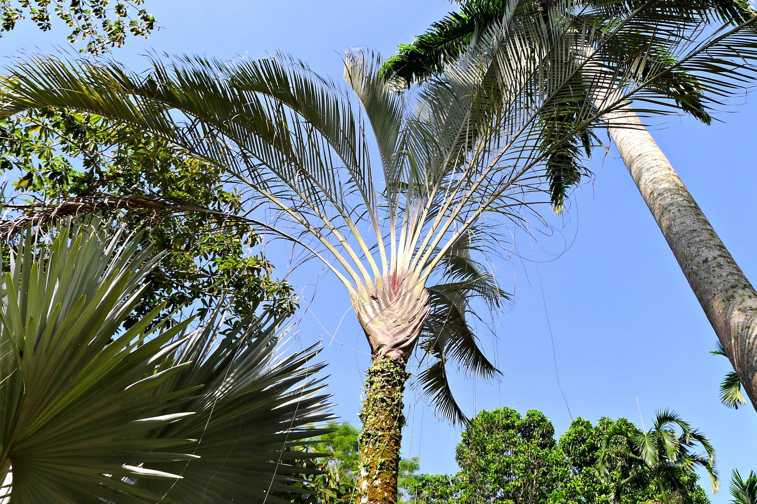 10 TRIANGLE PALM TREE Dypsis Decaryi Rare Tropical from Madagascar Seeds - Image 9