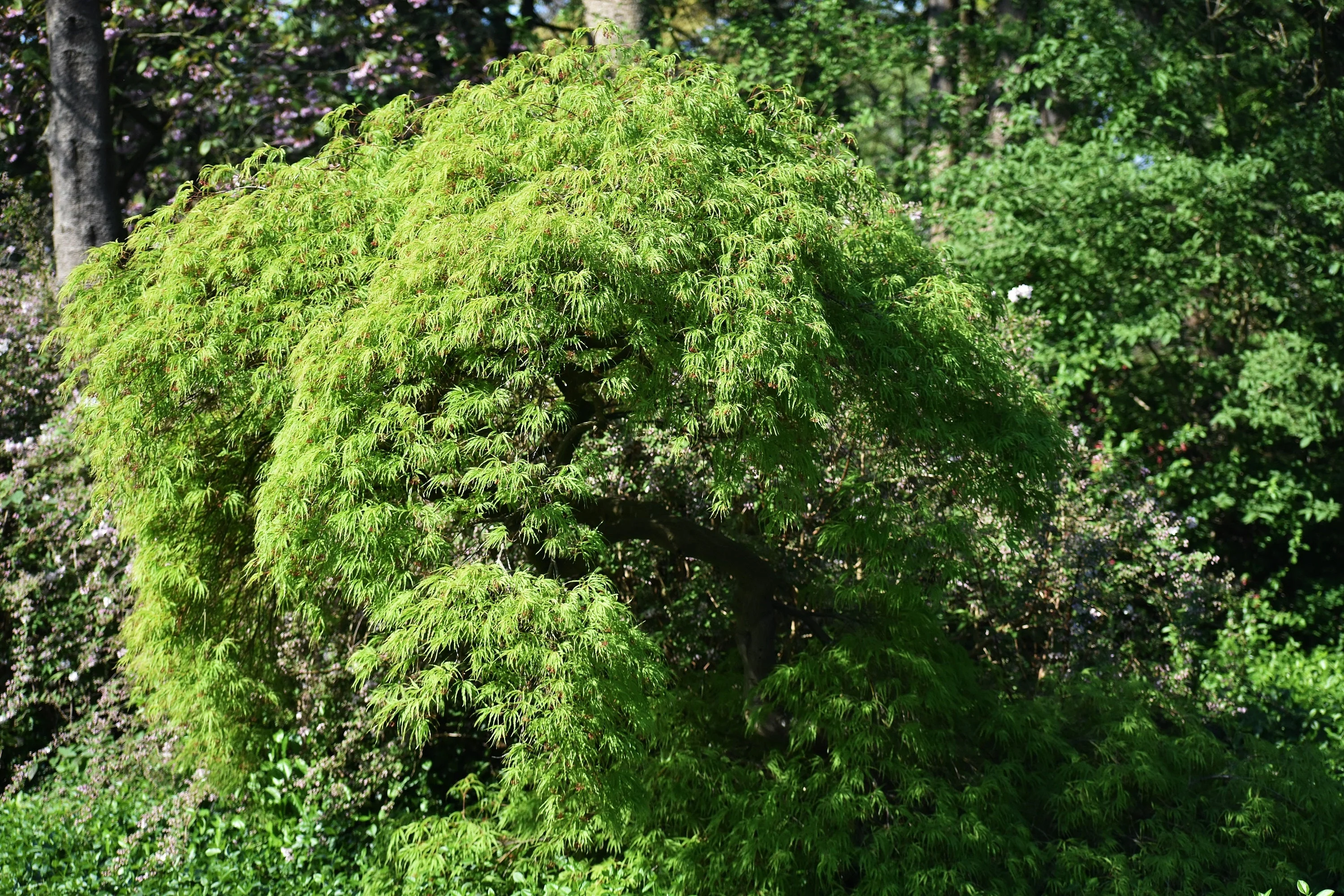 10 Upright GREEN LACELEAF MAPLE Japanese Seiryu Acer Palmatum Dissectum Viridis Tree Seeds - Image 10