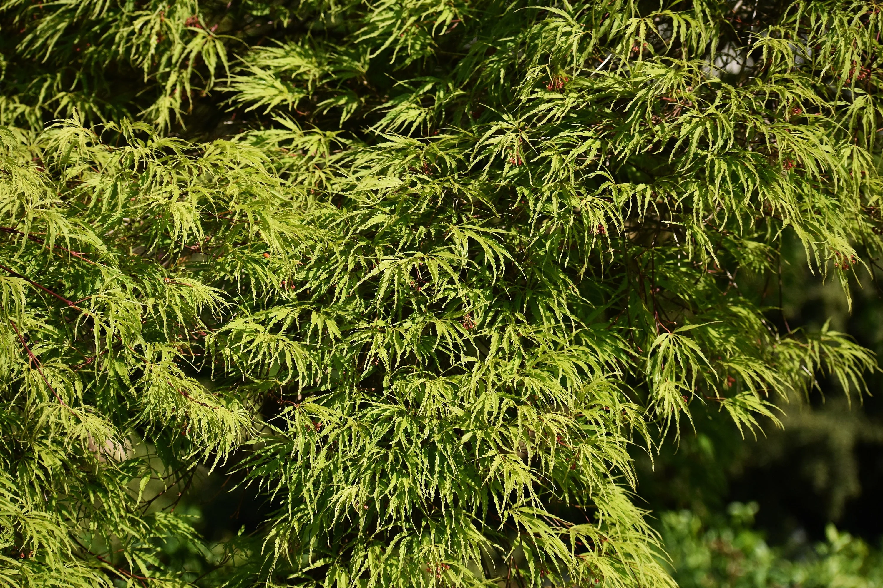 10 Upright GREEN LACELEAF MAPLE Japanese Seiryu Acer Palmatum Dissectum Viridis Tree Seeds - Image 11