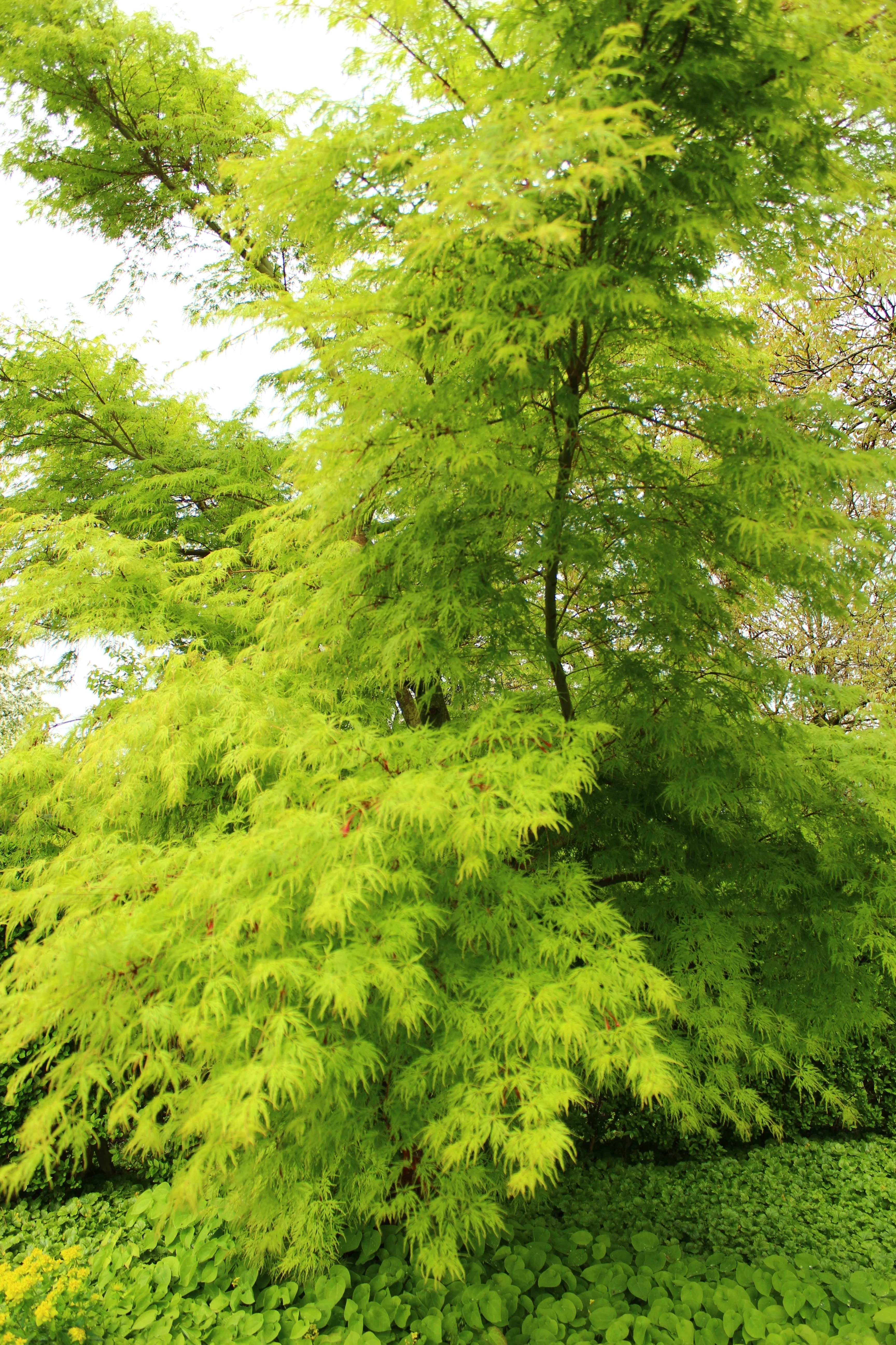 10 Upright GREEN LACELEAF MAPLE Japanese Seiryu Acer Palmatum Dissectum Viridis Tree Seeds - Image 12