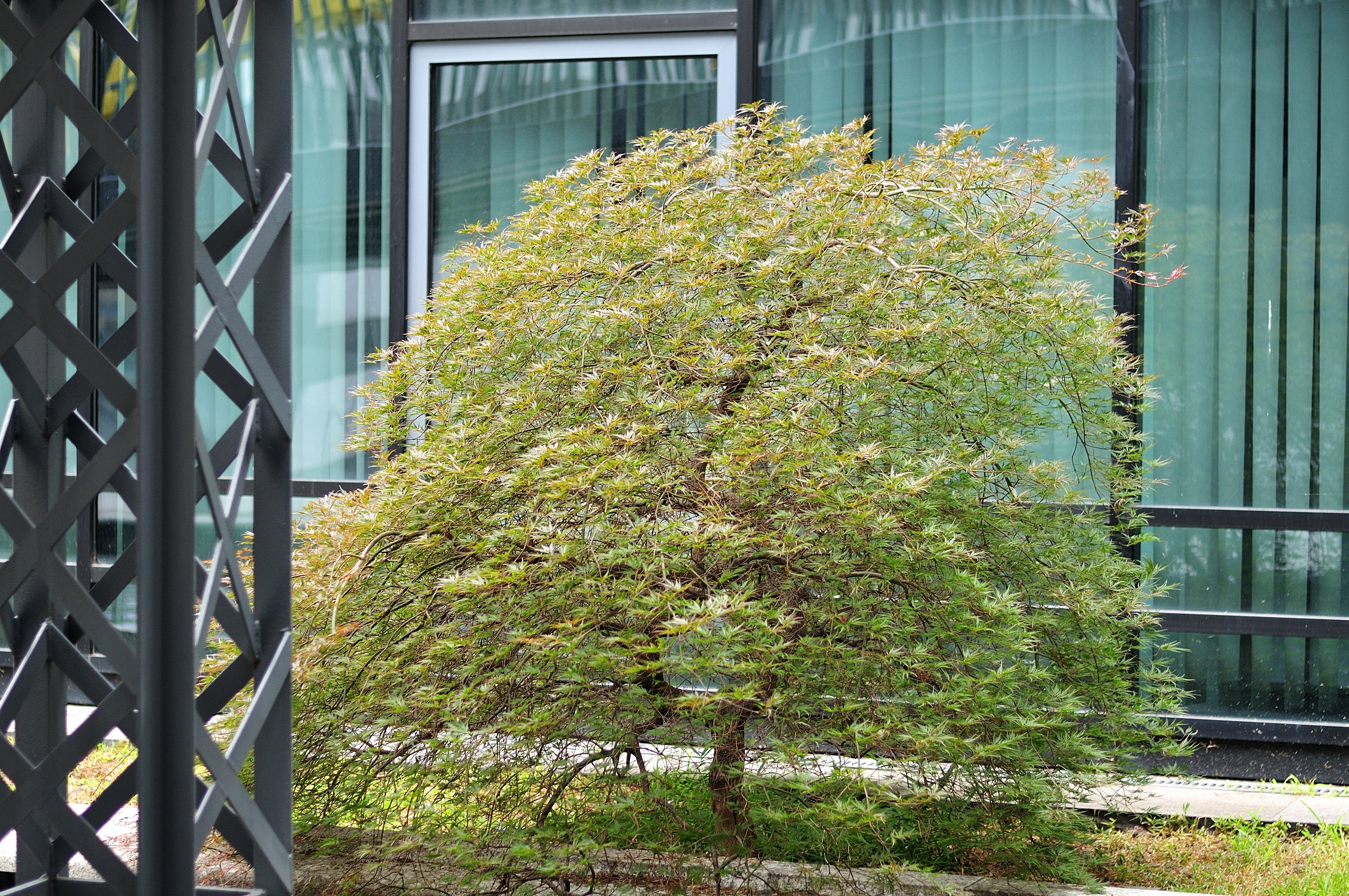 10 Upright GREEN LACELEAF MAPLE Japanese Seiryu Acer Palmatum Dissectum Viridis Tree Seeds - Image 2