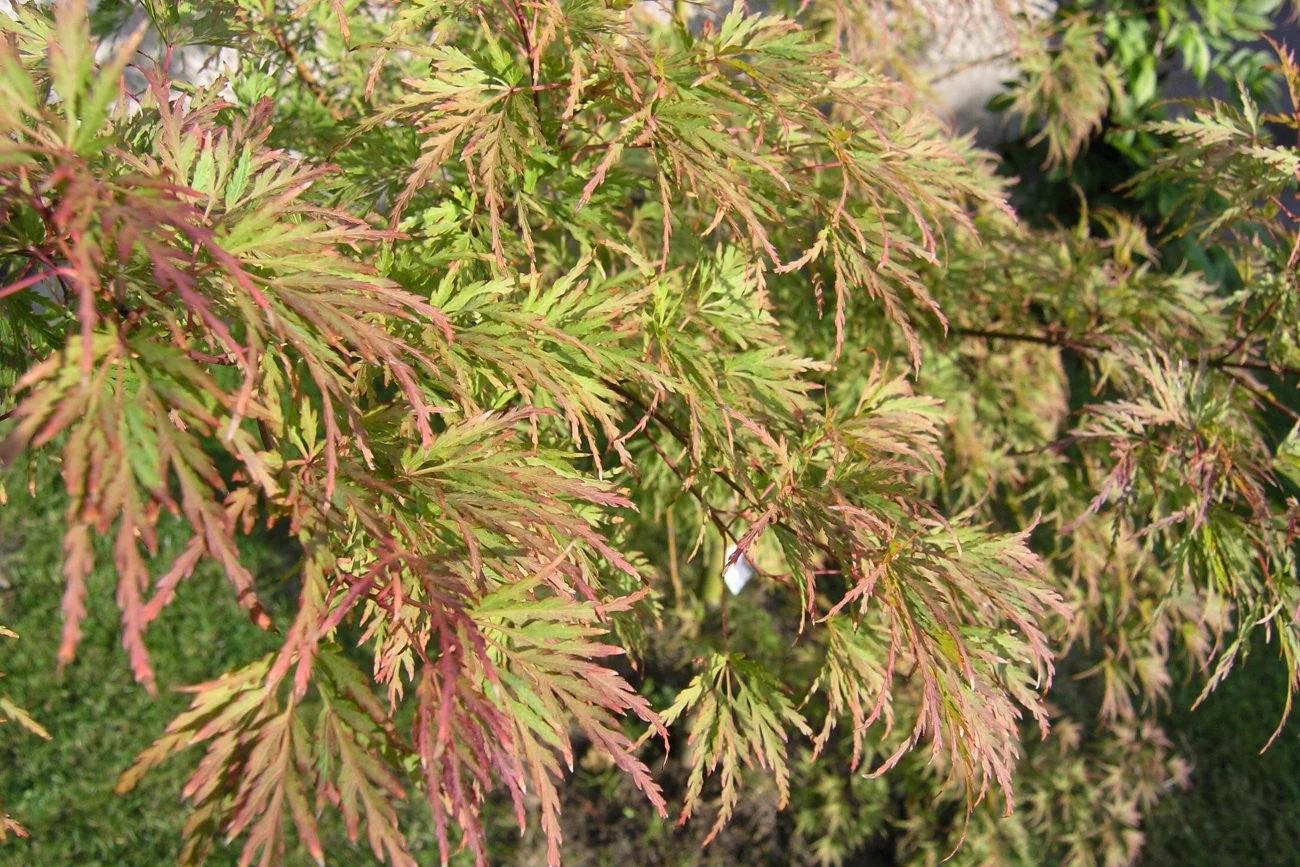 10 Upright GREEN LACELEAF MAPLE Japanese Seiryu Acer Palmatum Dissectum Viridis Tree Seeds - Image 3