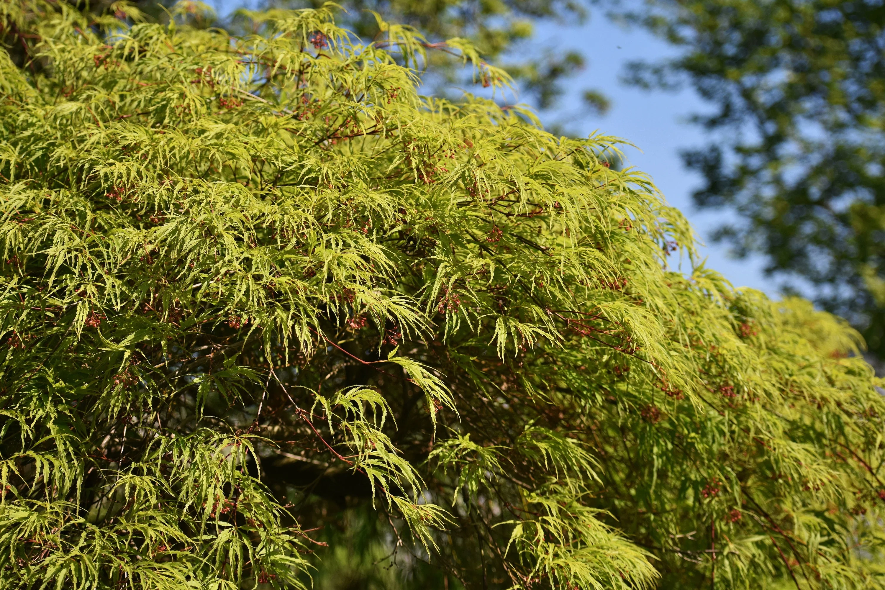 10 Upright GREEN LACELEAF MAPLE Japanese Seiryu Acer Palmatum Dissectum Viridis Tree Seeds - Image 4