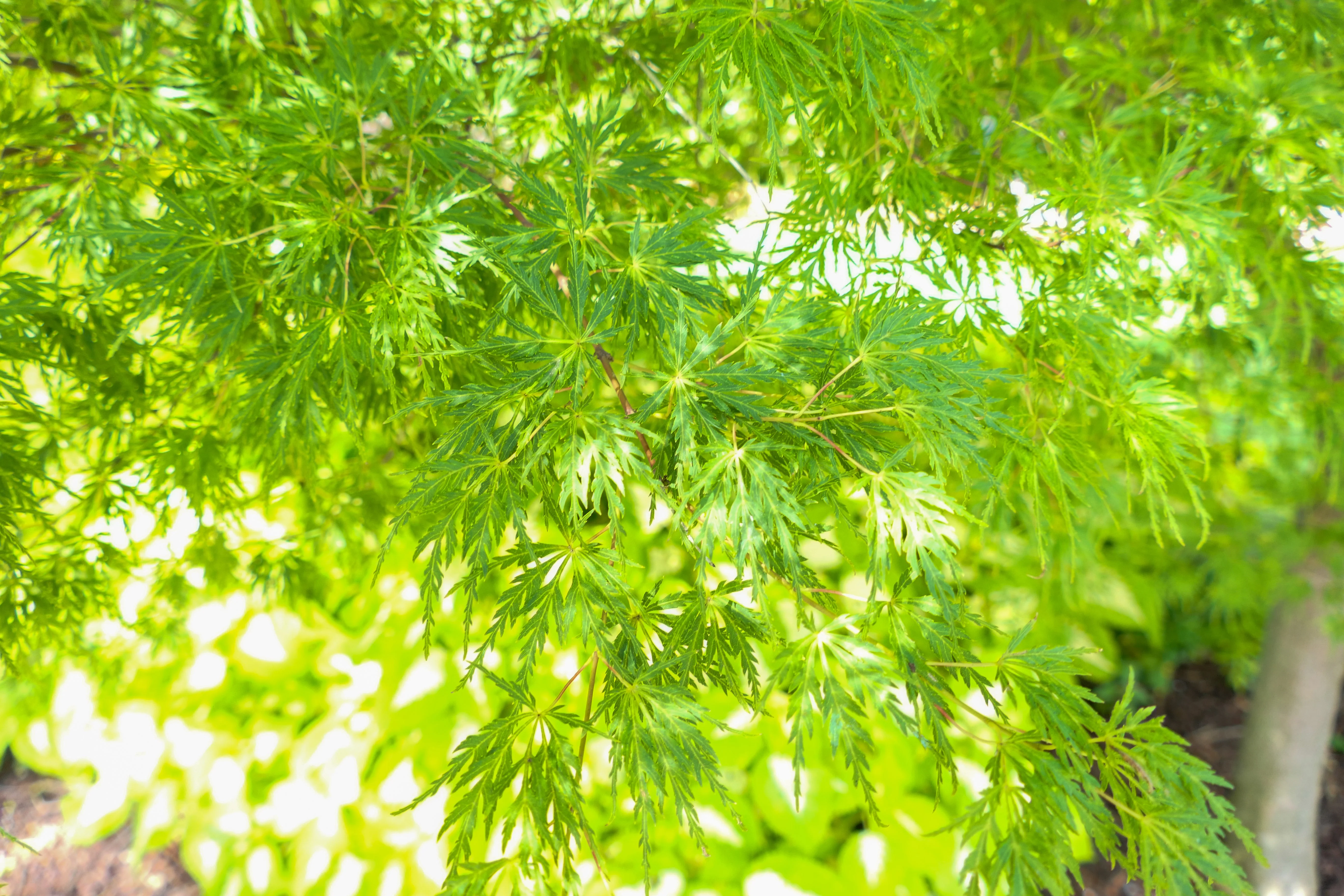 10 Upright GREEN LACELEAF MAPLE Japanese Seiryu Acer Palmatum Dissectum Viridis Tree Seeds - Image 5