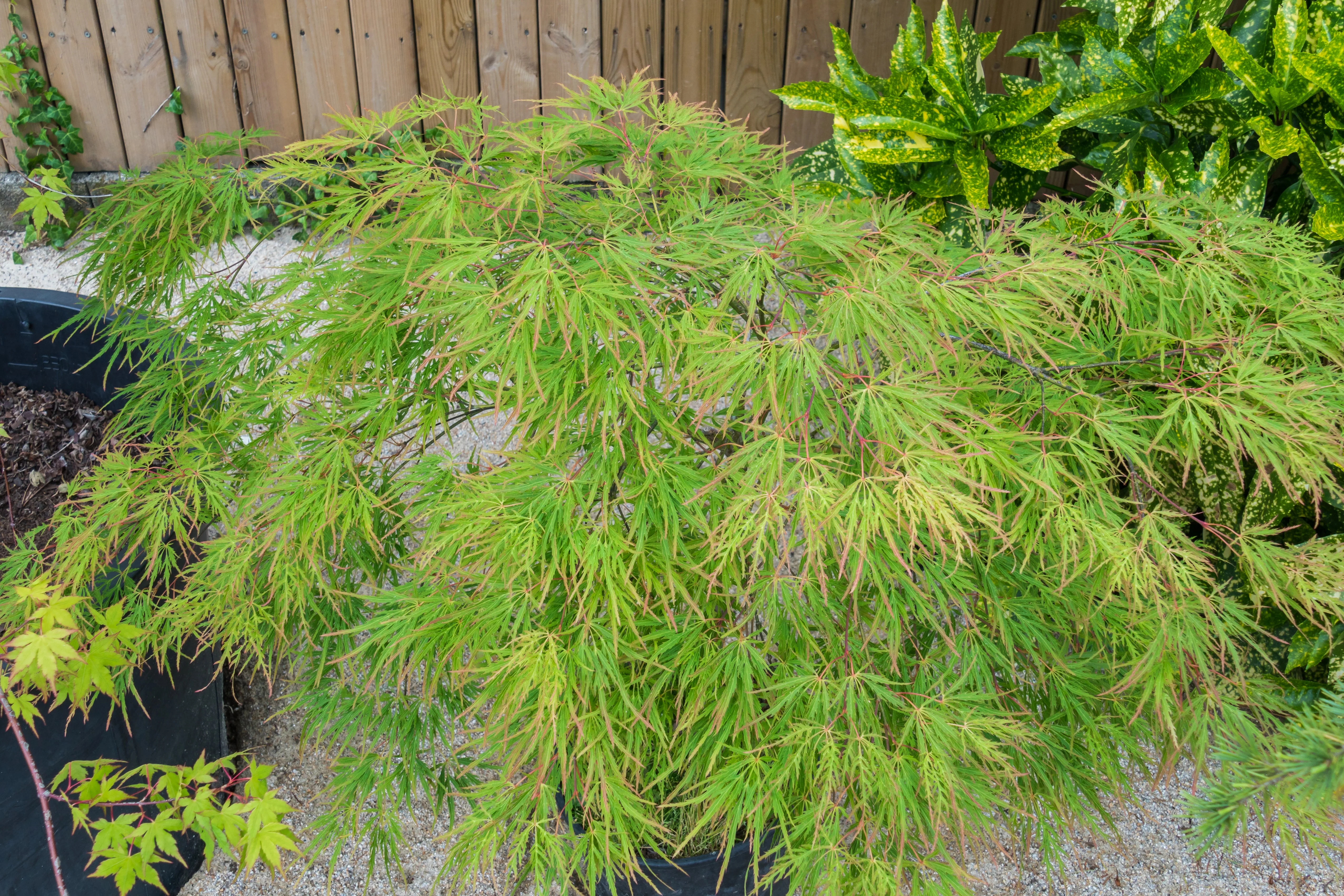10 Upright GREEN LACELEAF MAPLE Japanese Seiryu Acer Palmatum Dissectum Viridis Tree Seeds - Image 6