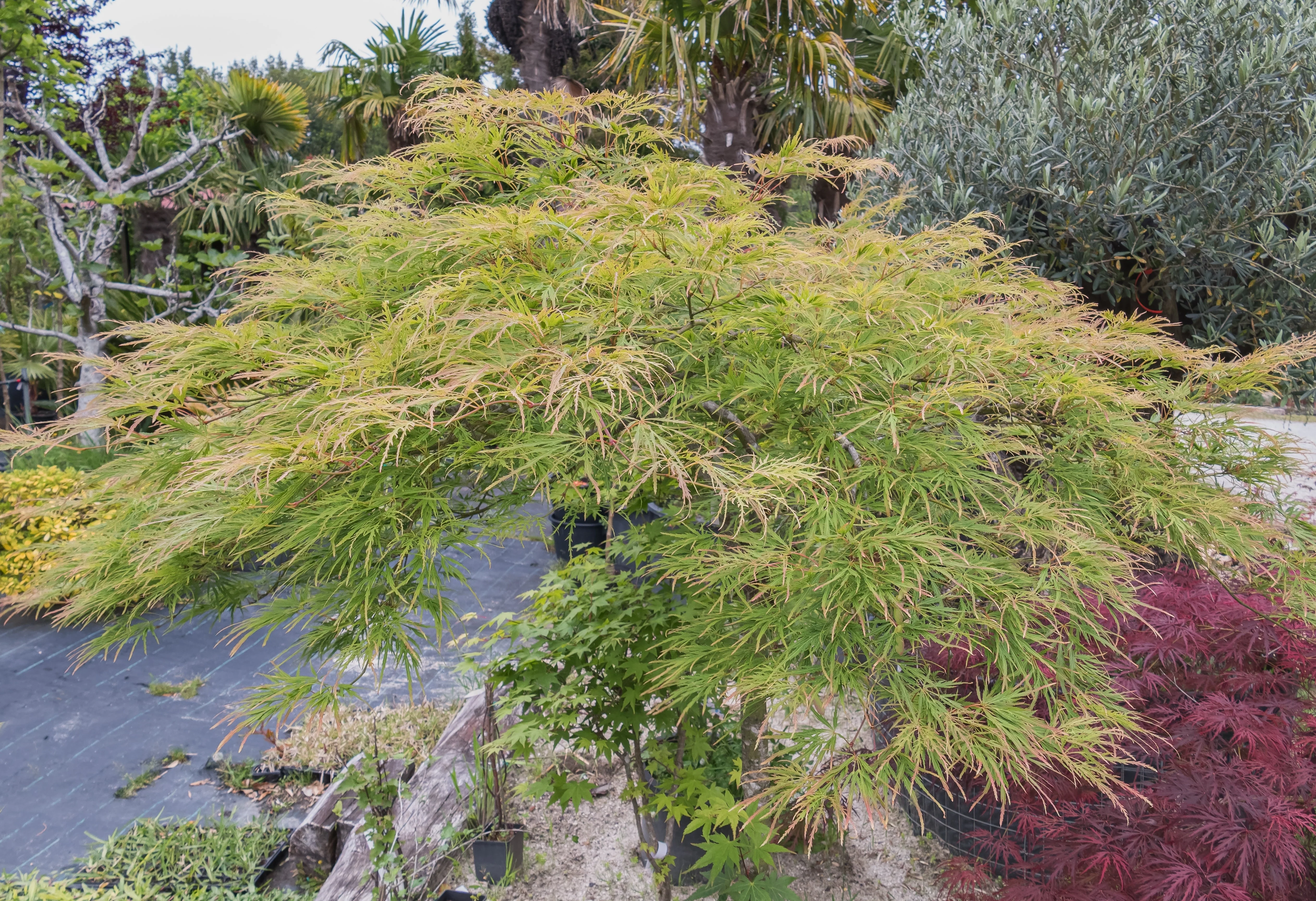 10 Upright GREEN LACELEAF MAPLE Japanese Seiryu Acer Palmatum Dissectum Viridis Tree Seeds - Image 7