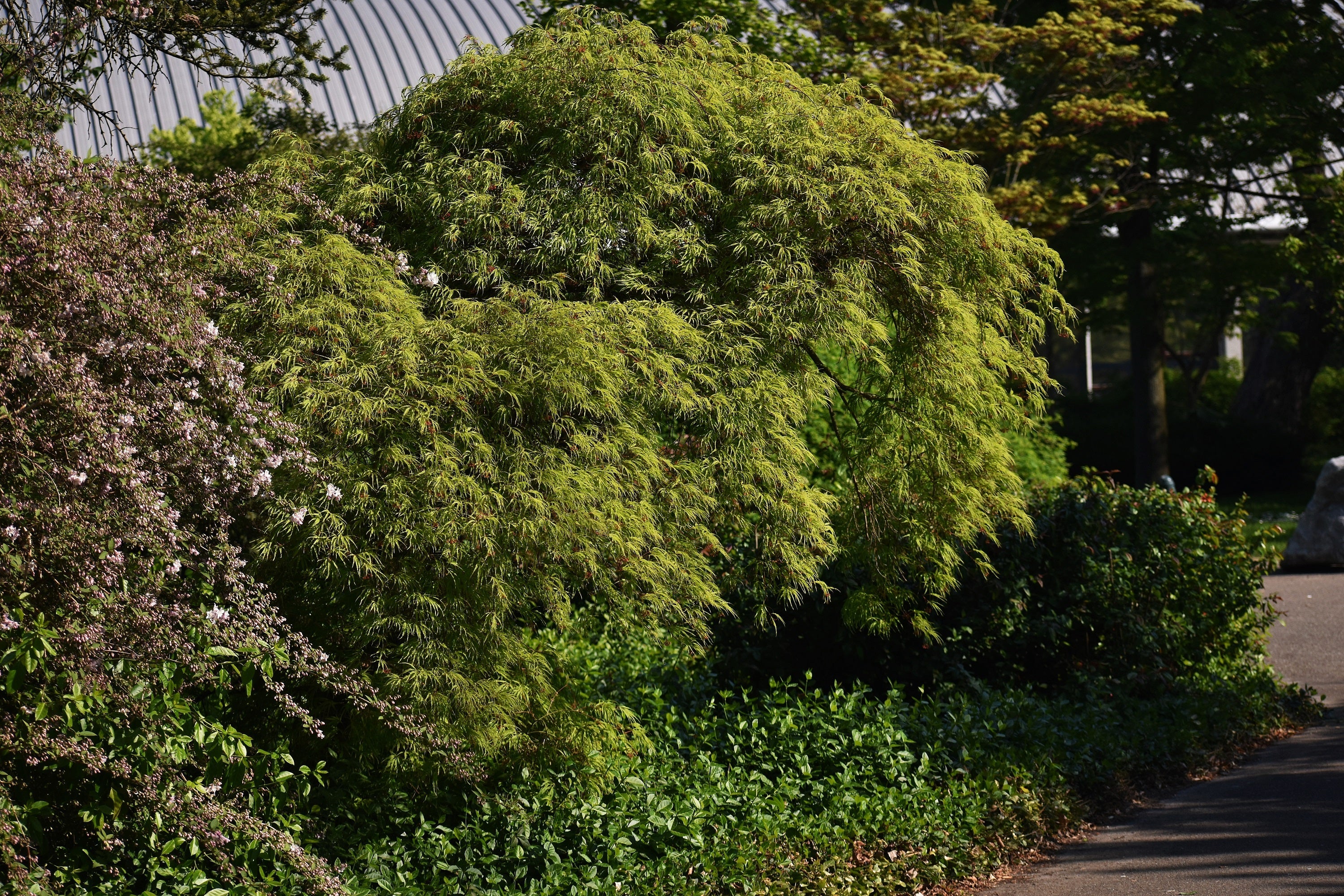 10 Upright GREEN LACELEAF MAPLE Japanese Seiryu Acer Palmatum Dissectum Viridis Tree Seeds - Image 8